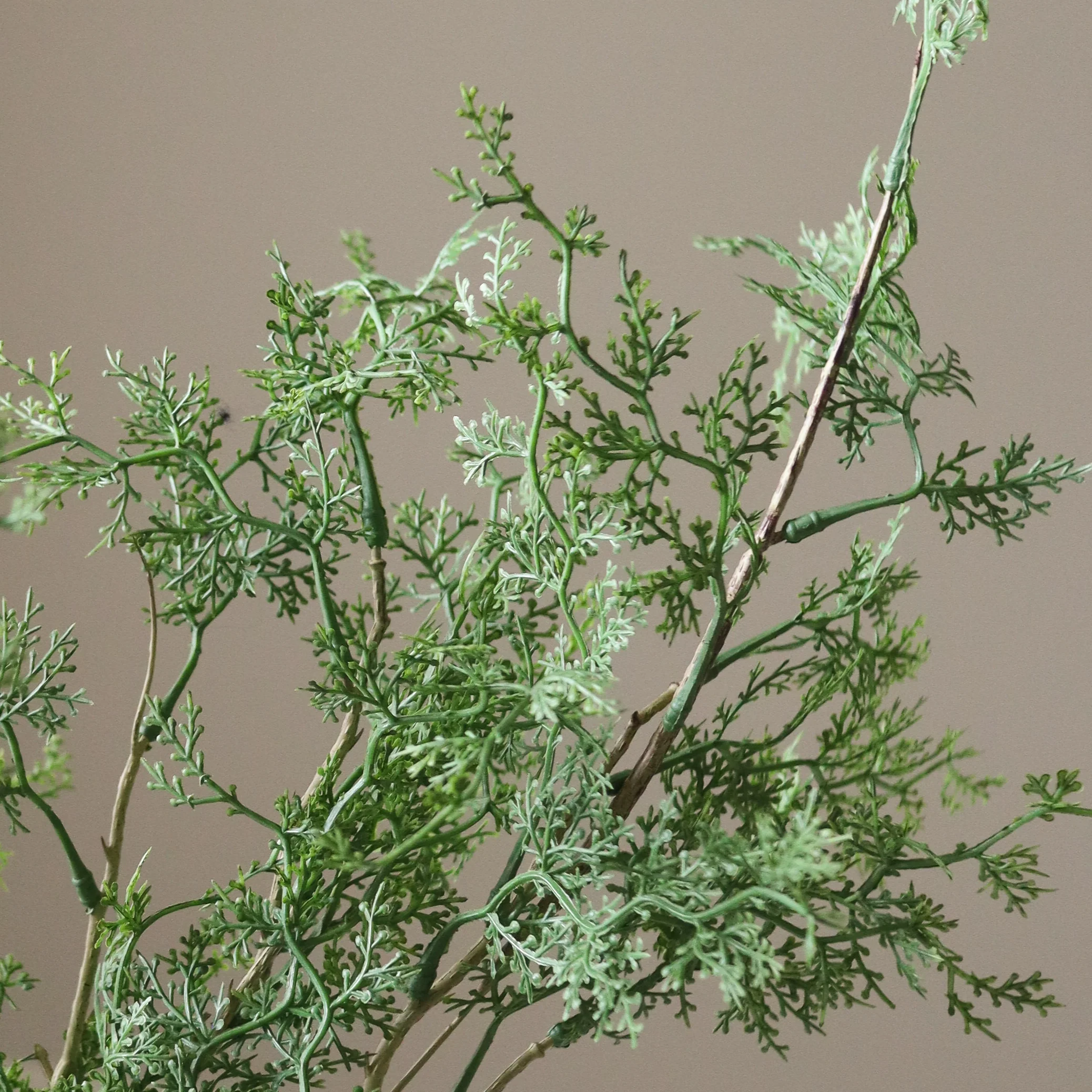 Green Cypress Branch - Image 3
