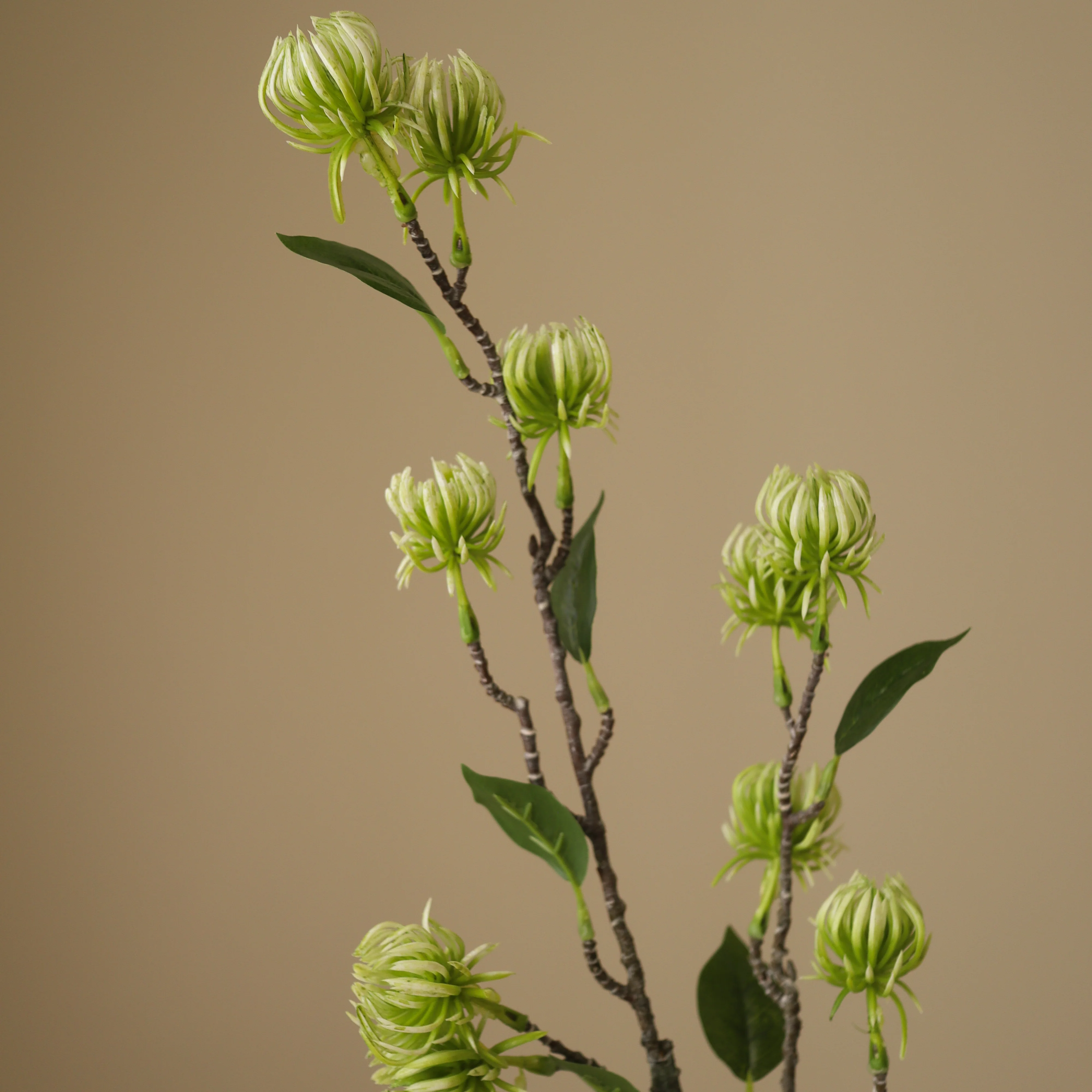 Green Hamamelis Branch - Image 3