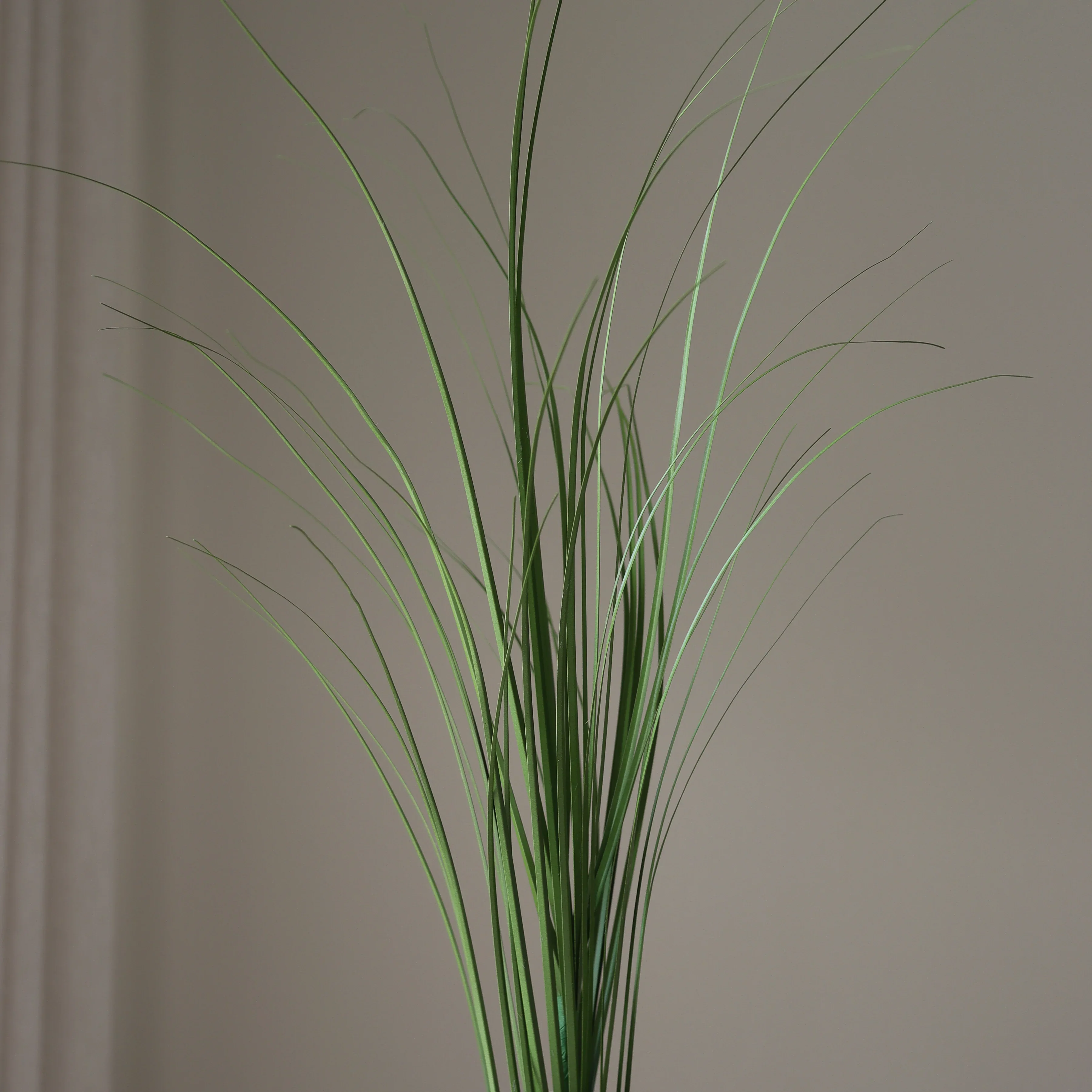 Green Ornamental Grass - Image 3