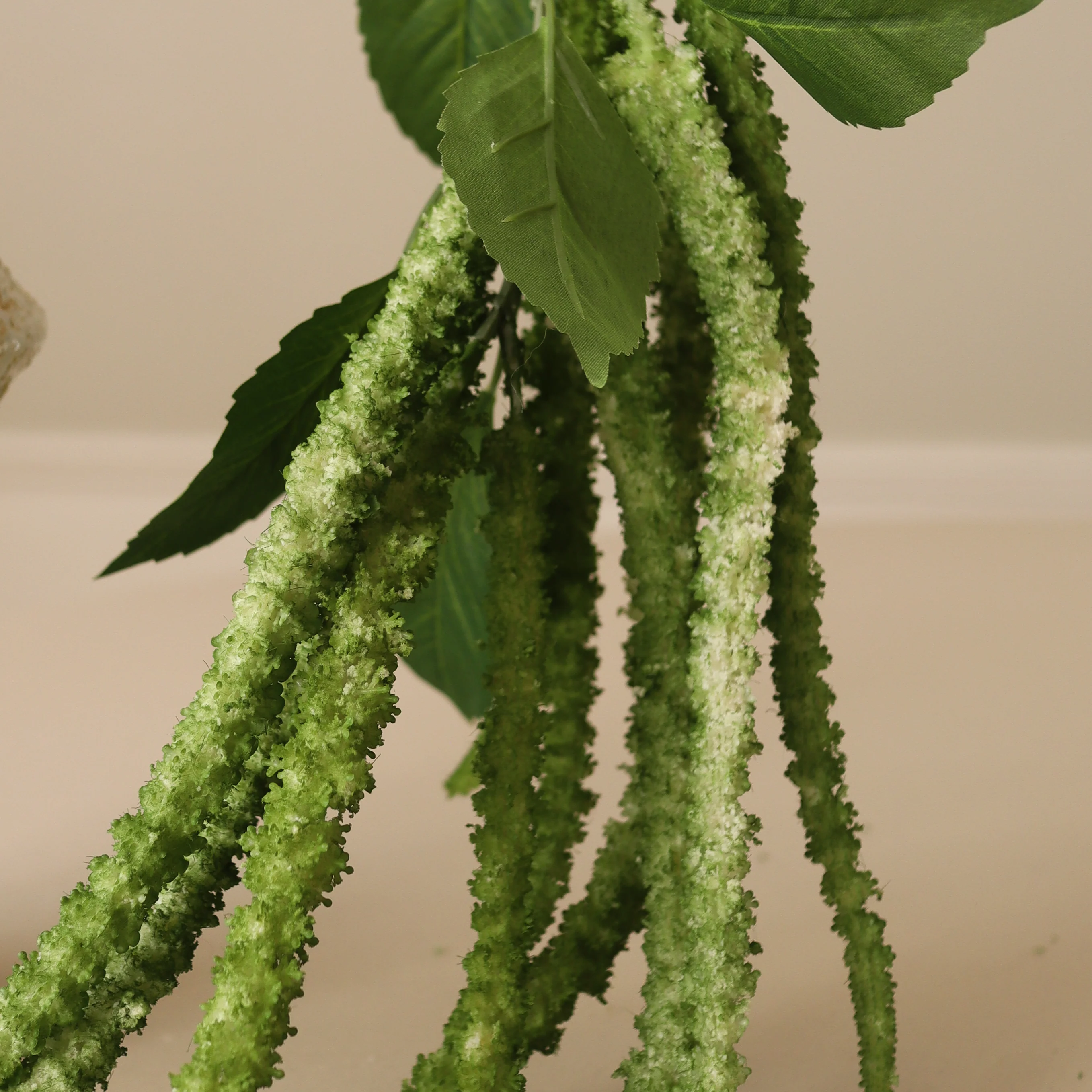 Green Three Forks Amaranthus Flower - Image 3