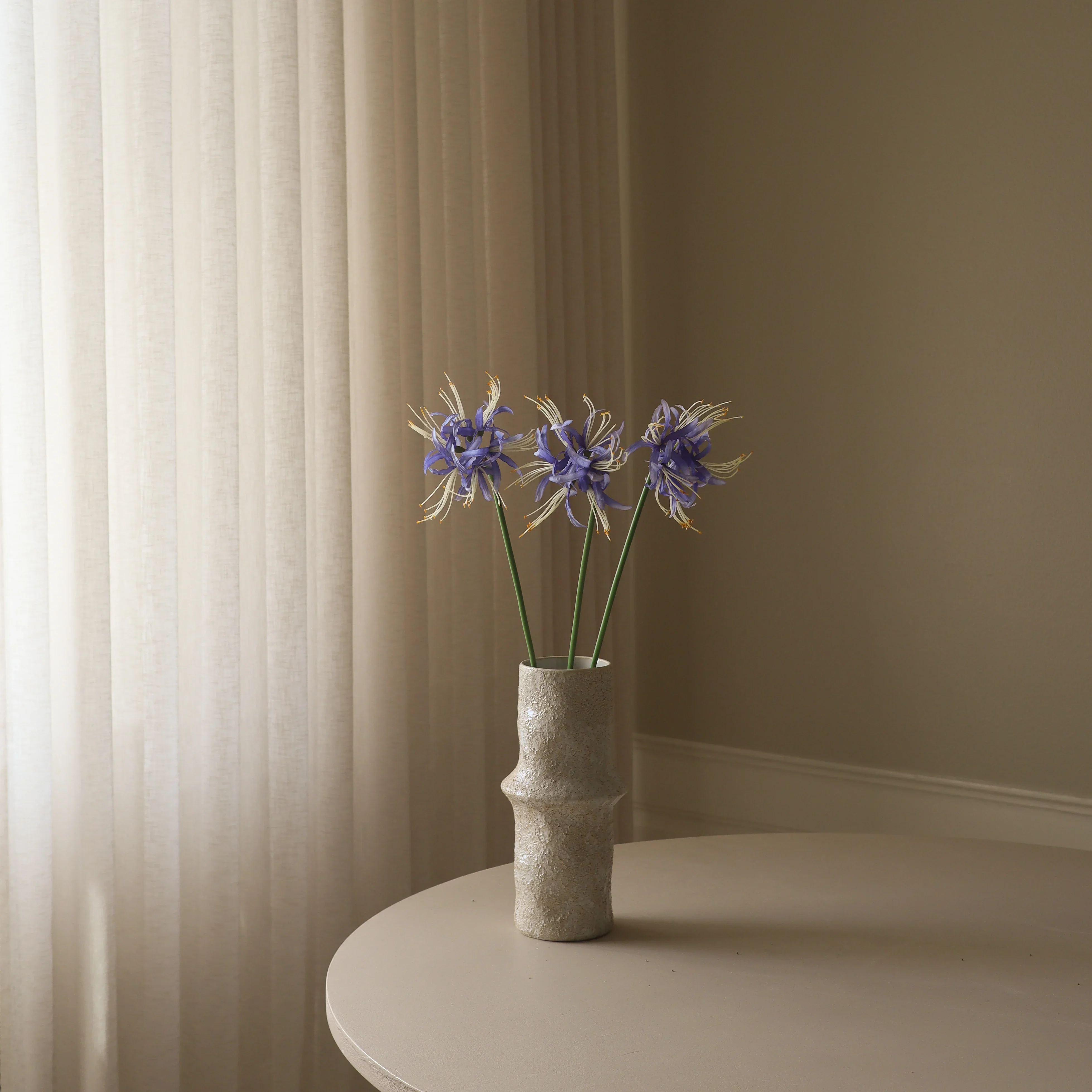 Blue Higanbana "Spider Lilies" Amaryllis Flower - Image 3