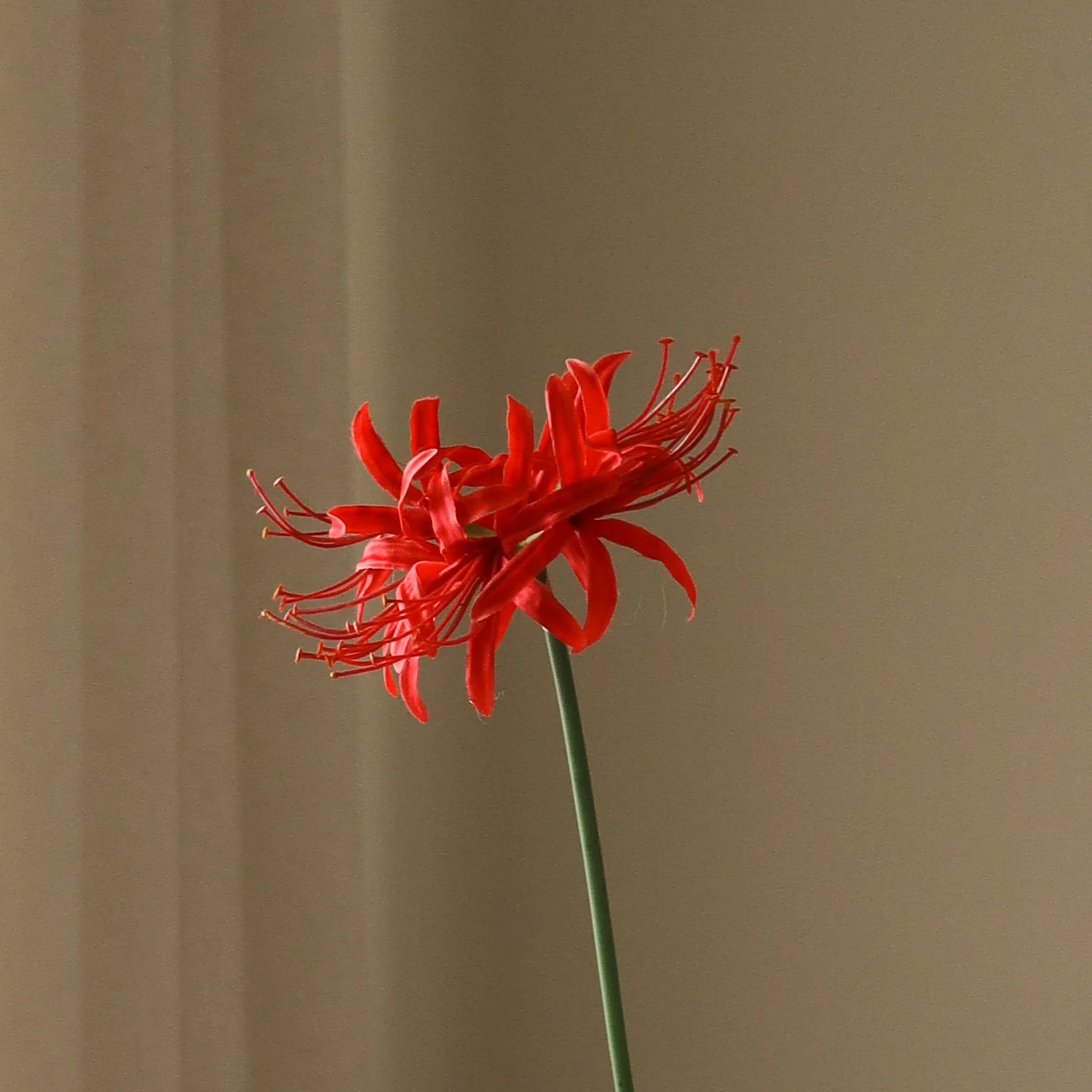 Red Higanbana "Spider Lilies" Amaryllis Flower - Image 2