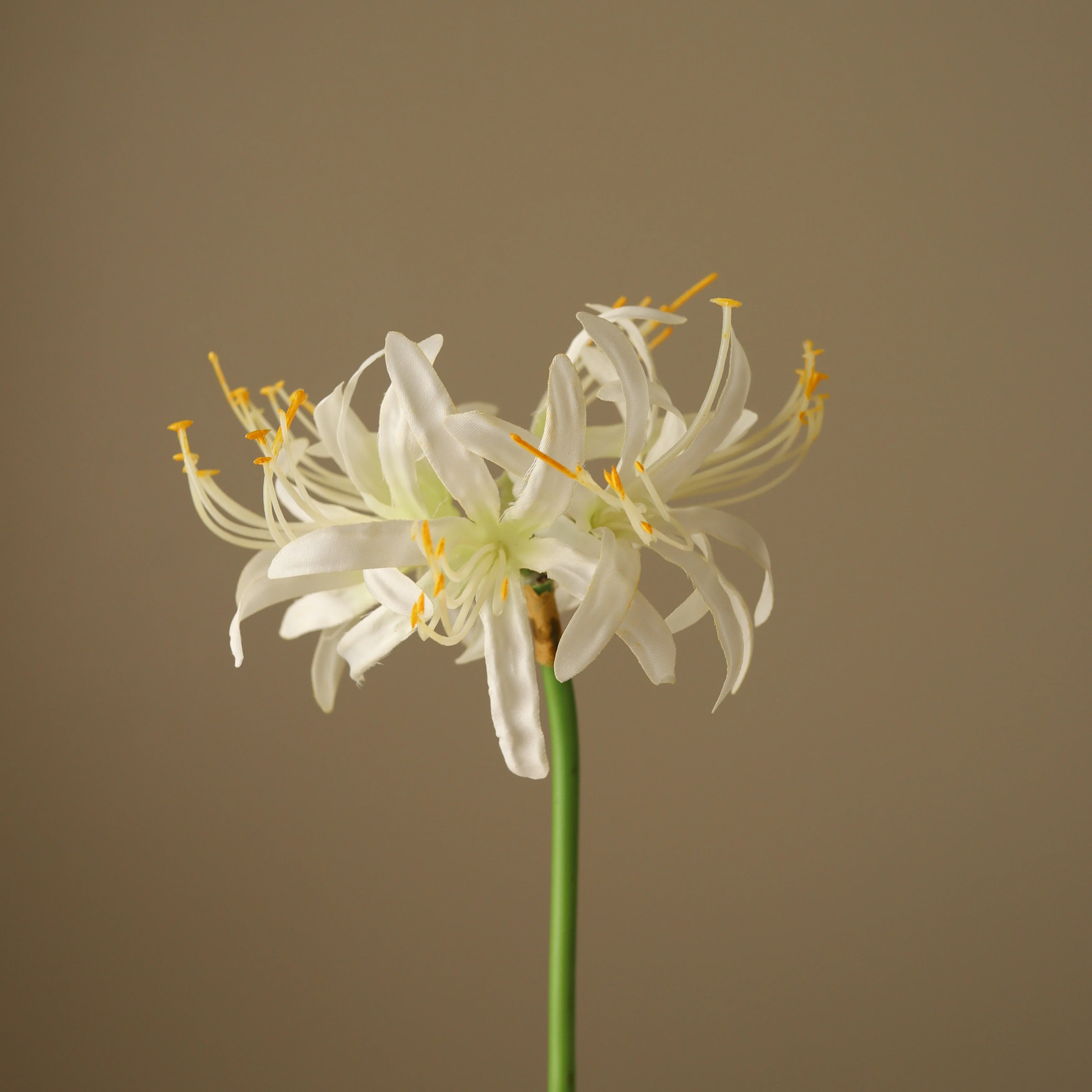 White Higanbana "Spider Lilies" Amaryllis Flower - Image 2
