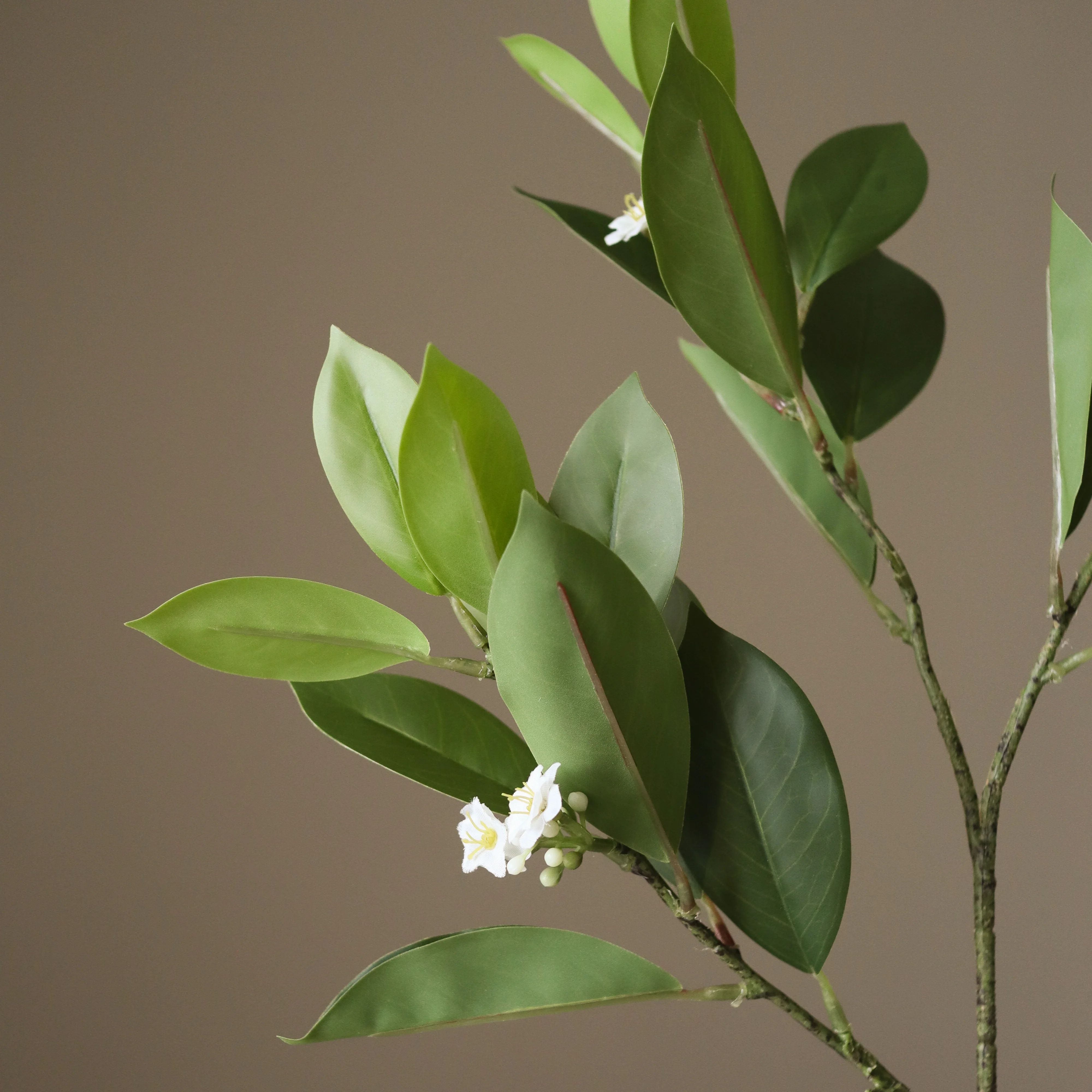 Green Jasmine Leaves - Image 3