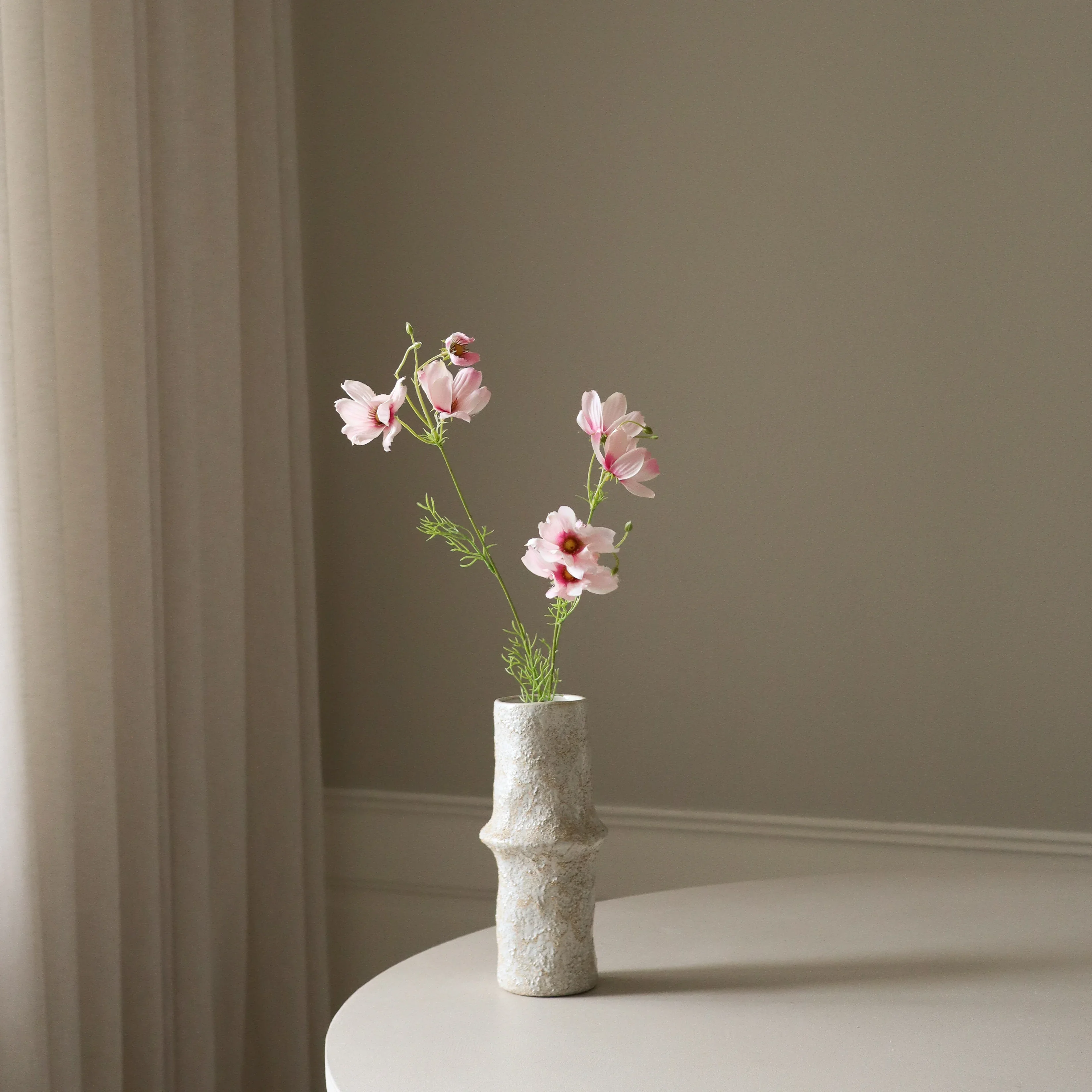 Light Pink Large Cosmo Daisy Flowers