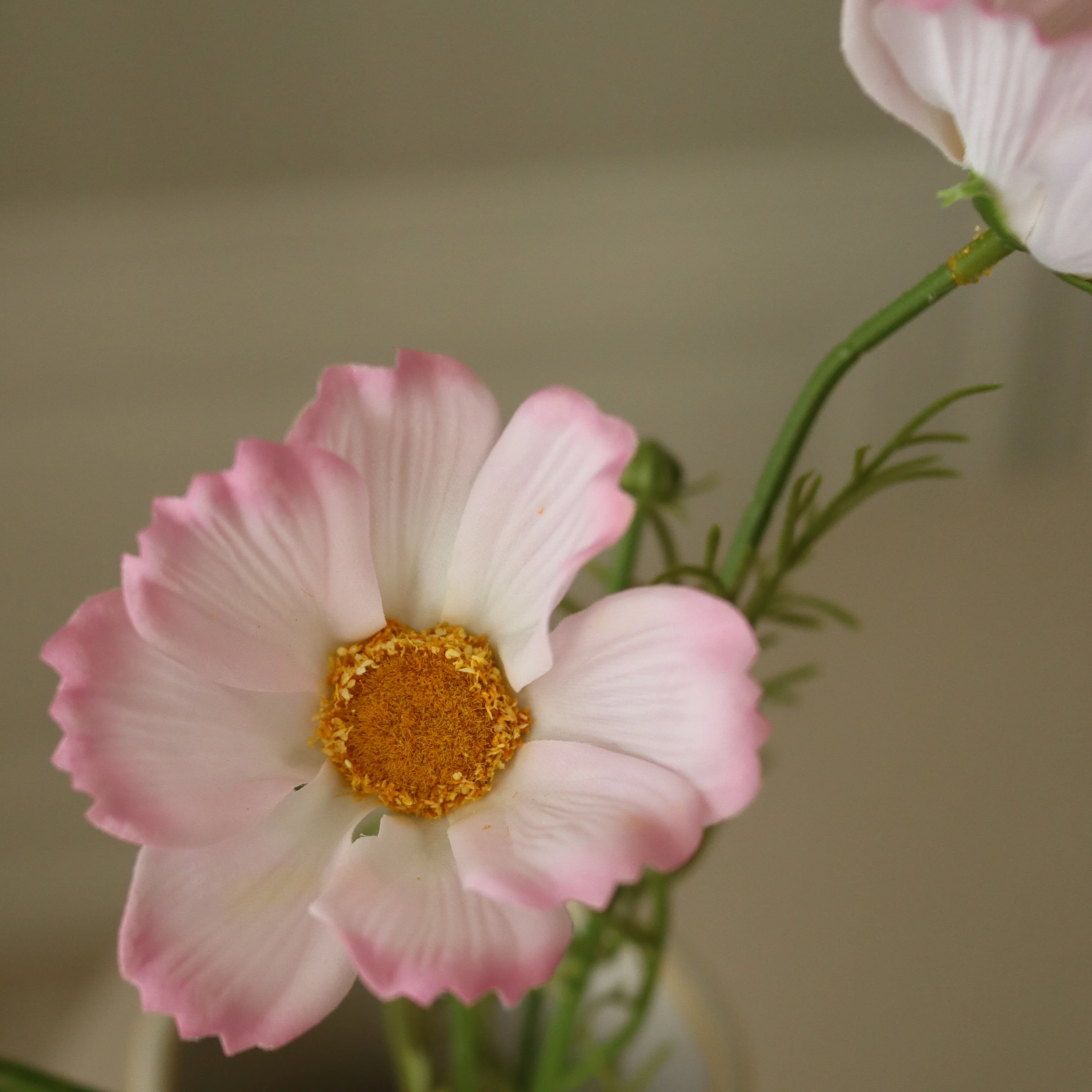 Light Pink Large Cosmo Daisy Flowers - Image 2