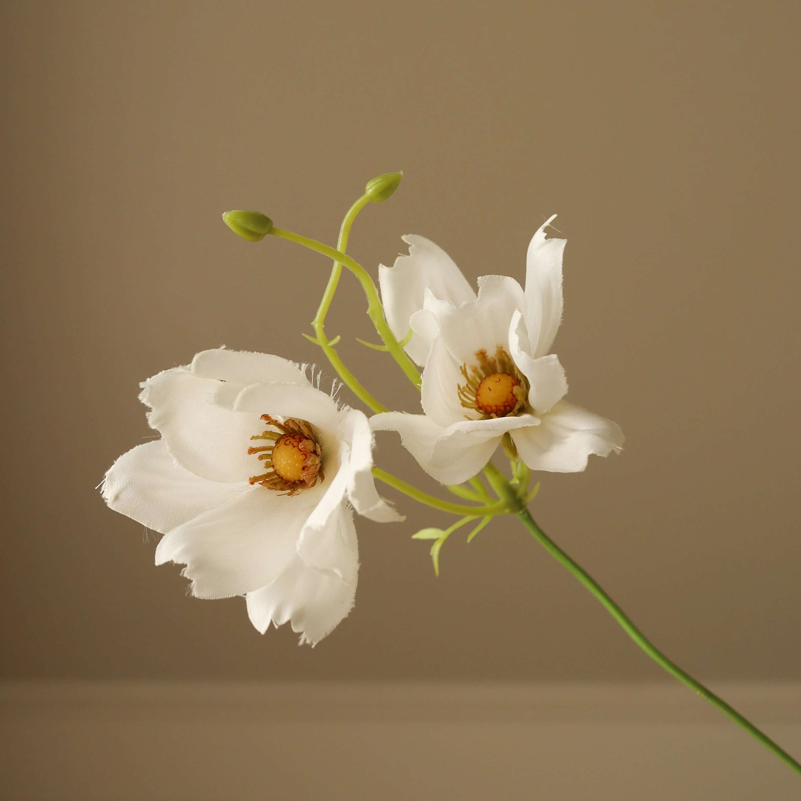 White Large Cosmo Daisy Flowers - Image 3