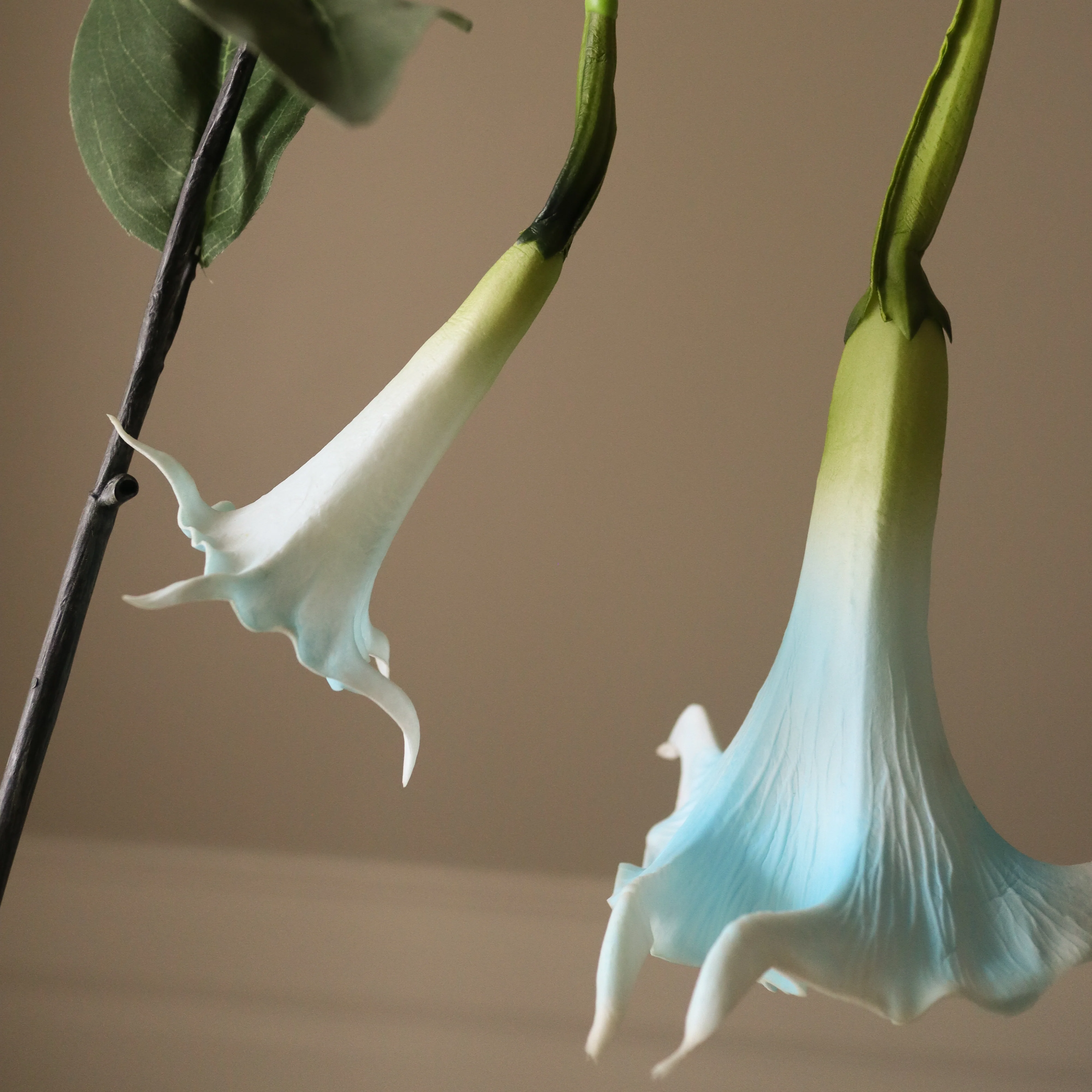 Light Blue Large Datura Stramonium Flower - Image 3