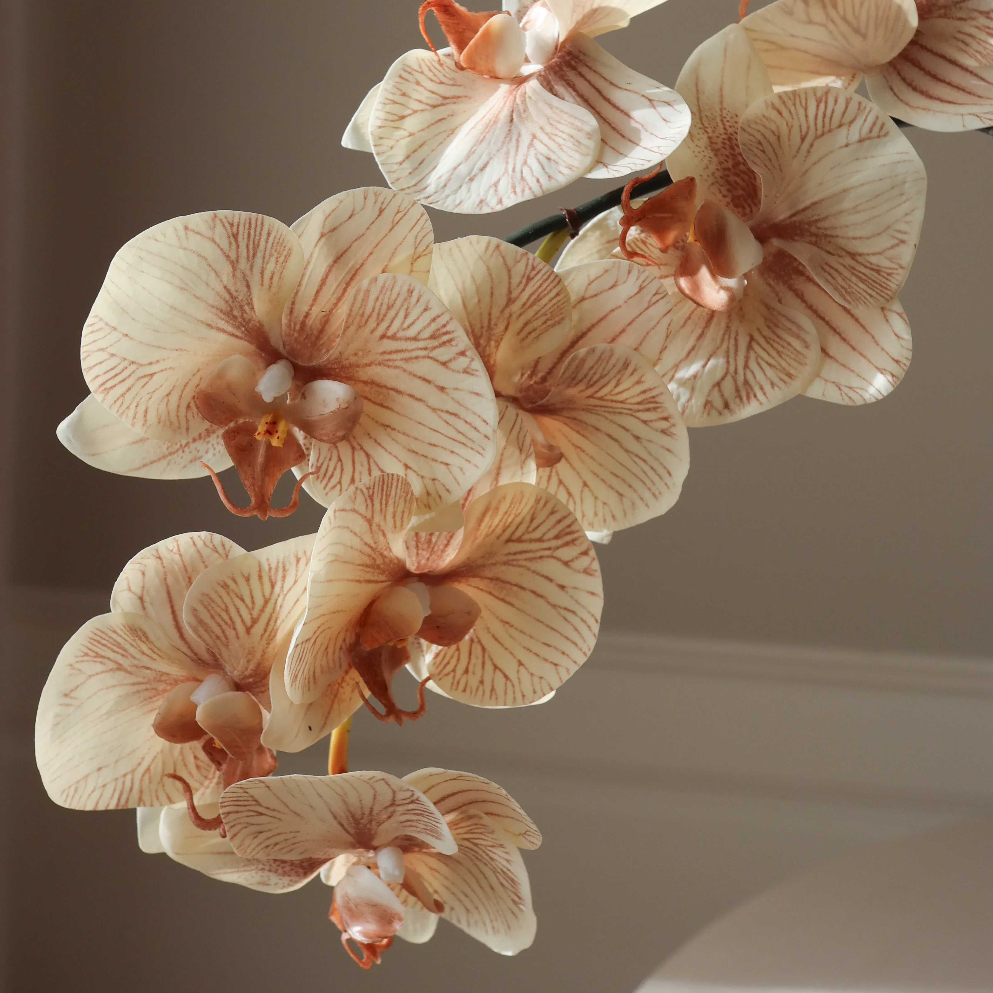 Beige Large Orchid Flower - Image 3