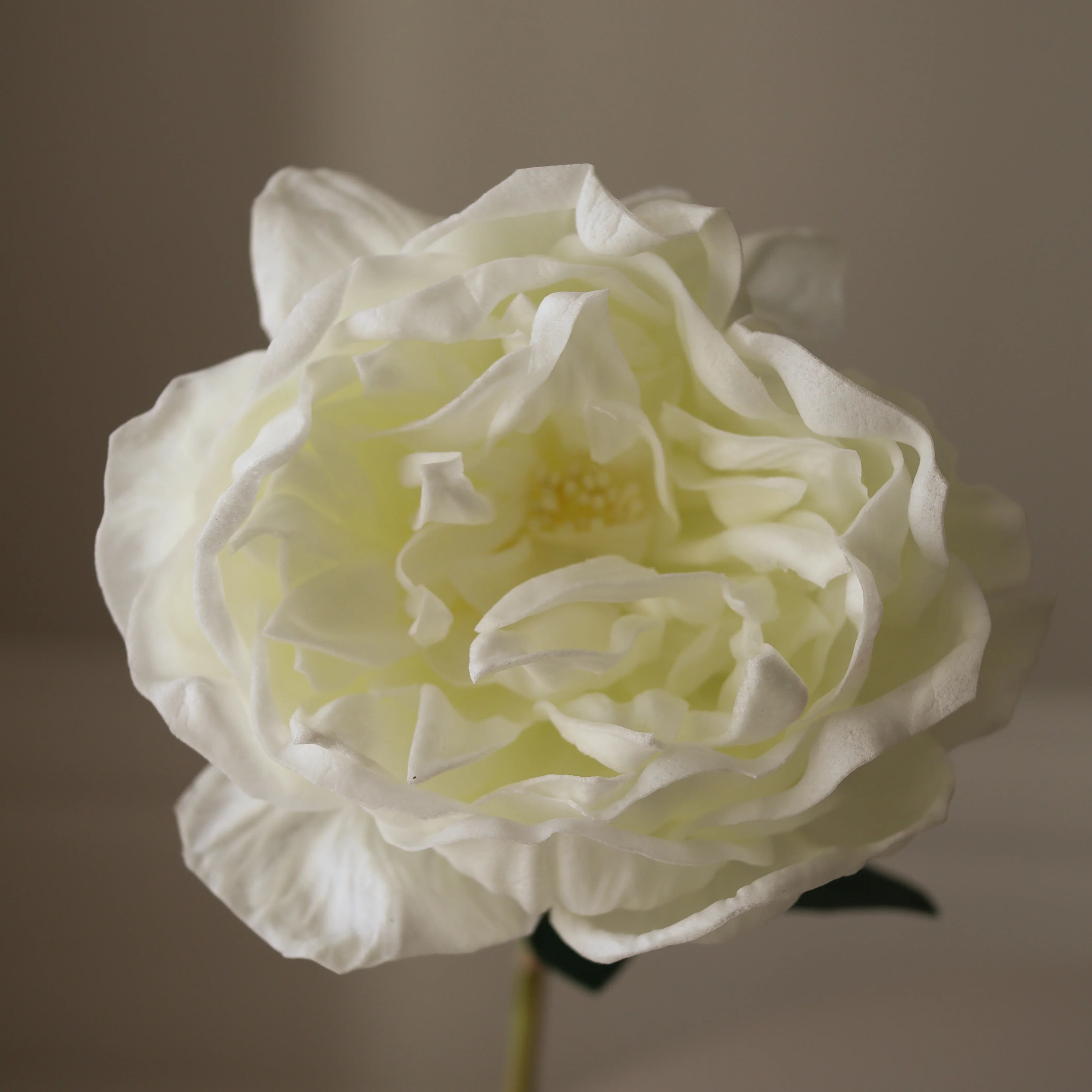 White Large Peony Flower - Image 3