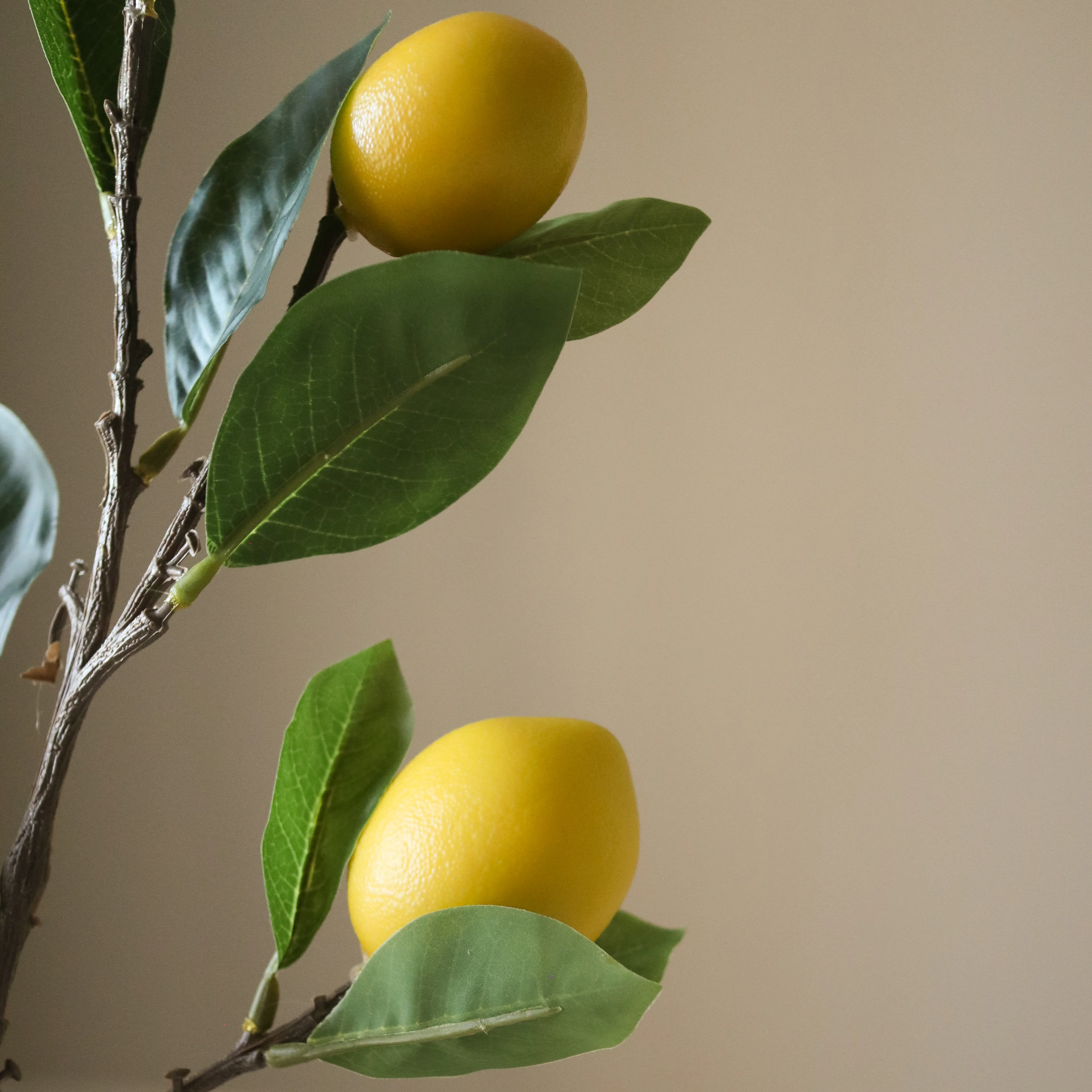 Yellow Lemon Branch - Image 3