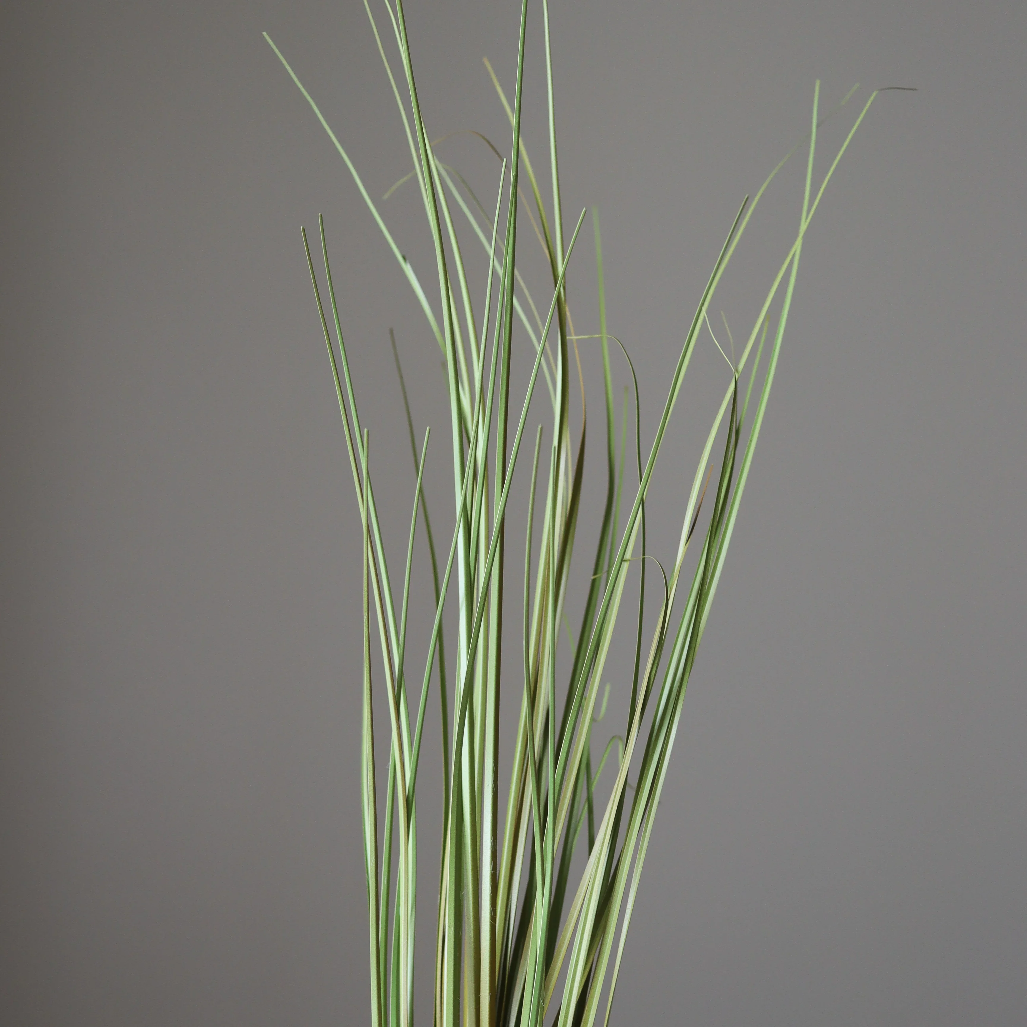 Light Green Ornamental Grass - Image 3