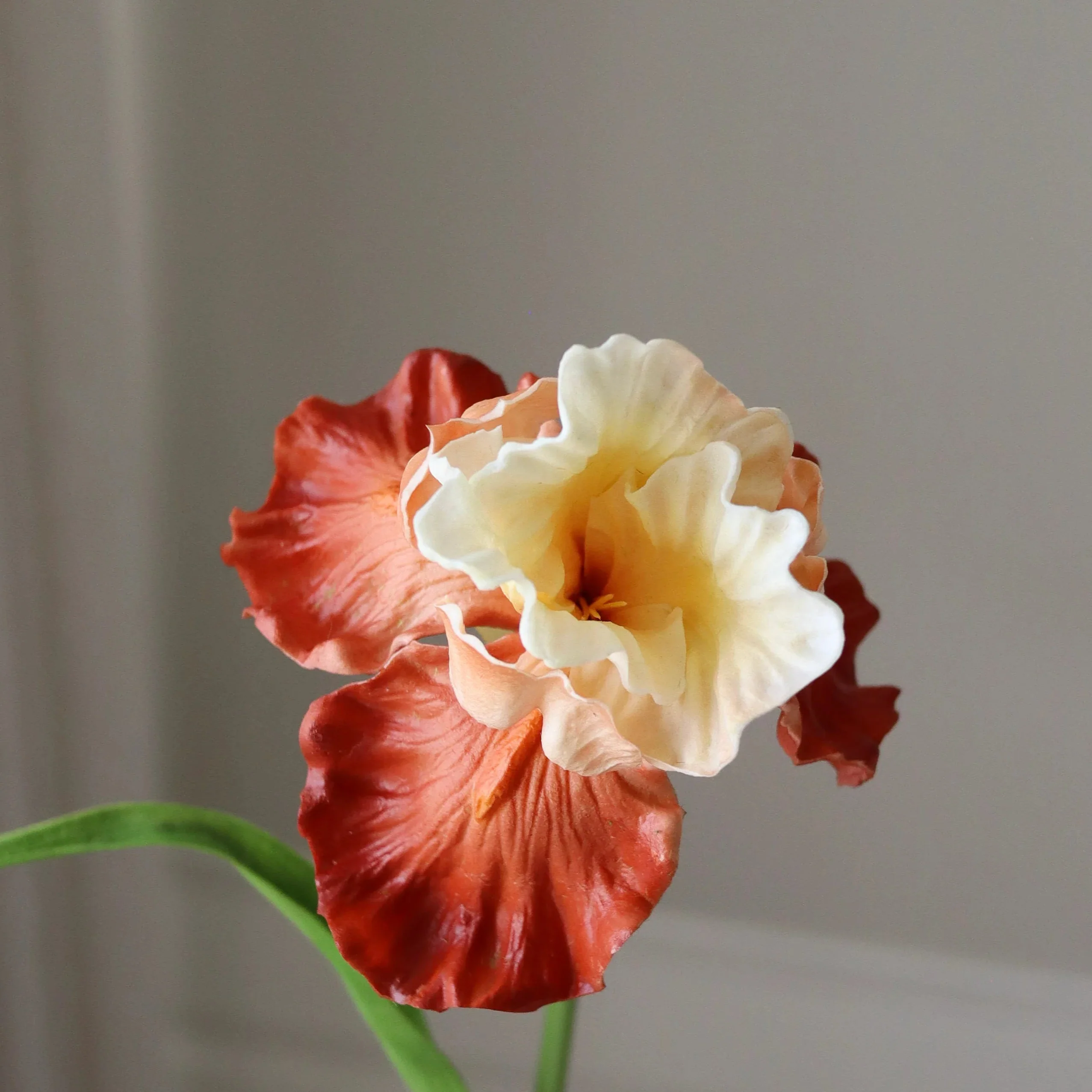 Light Orange Bearded Iris Flower - Image 2