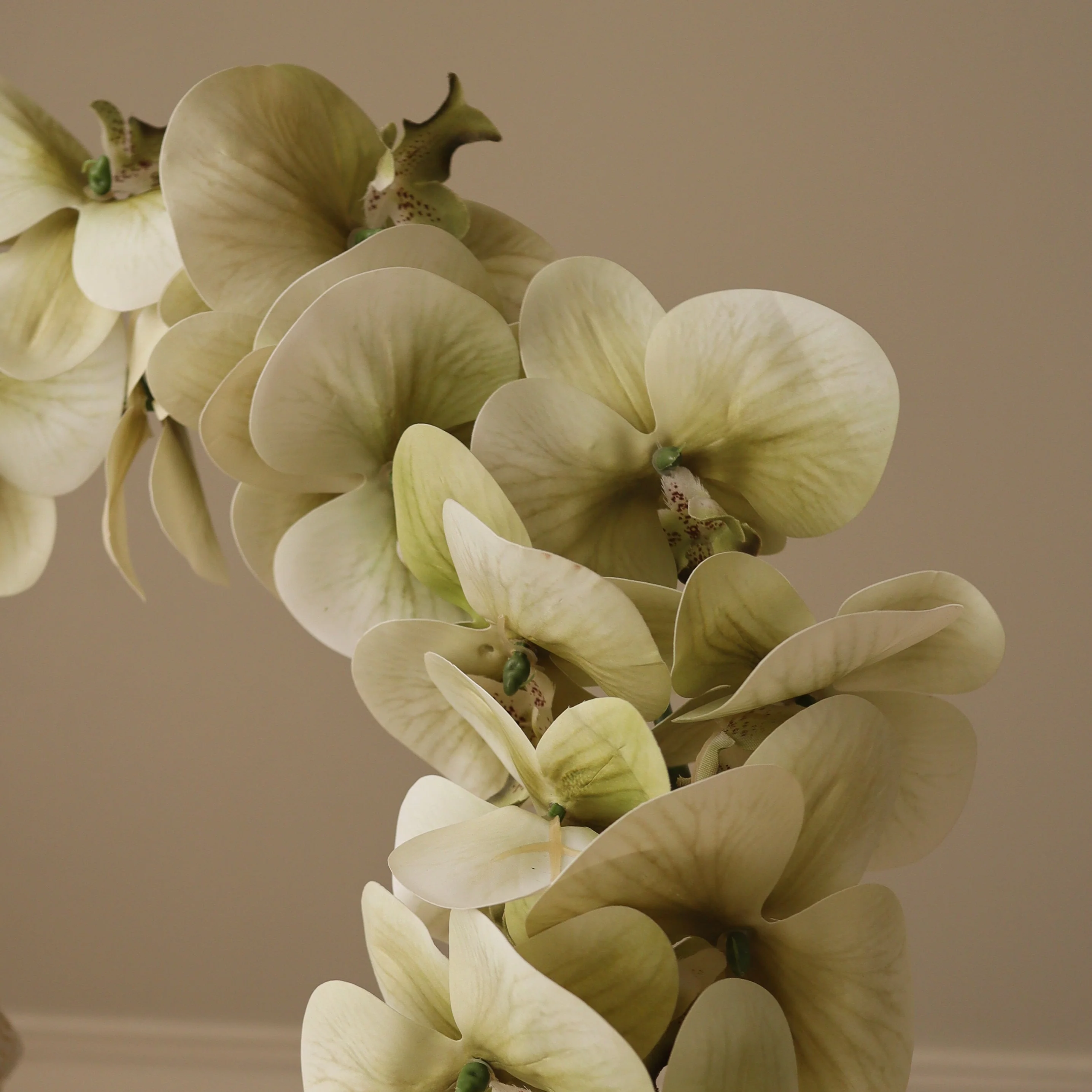 Green Majestic Orchid Flower - Image 2
