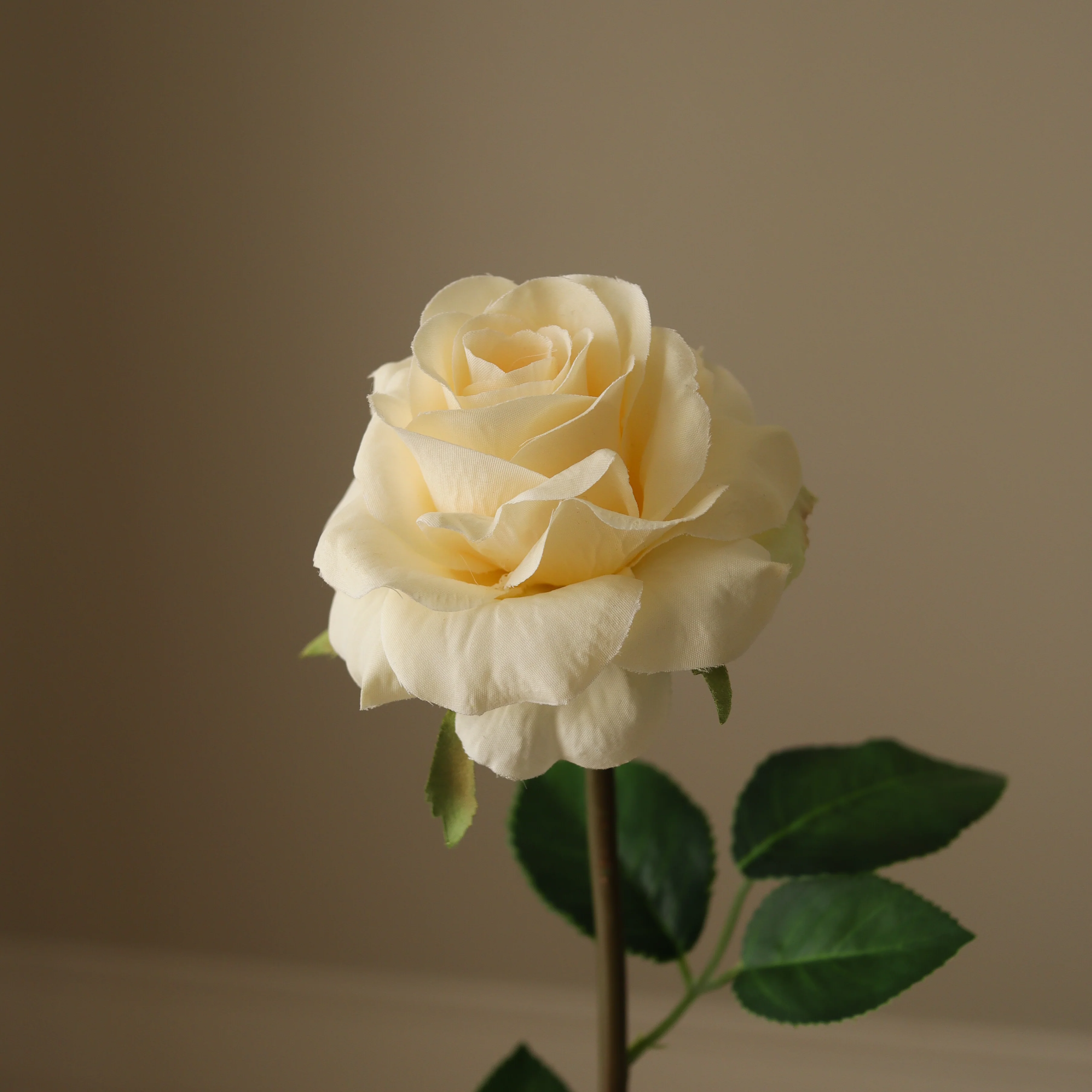 Cream Medium Stem Garden Rose - Image 3
