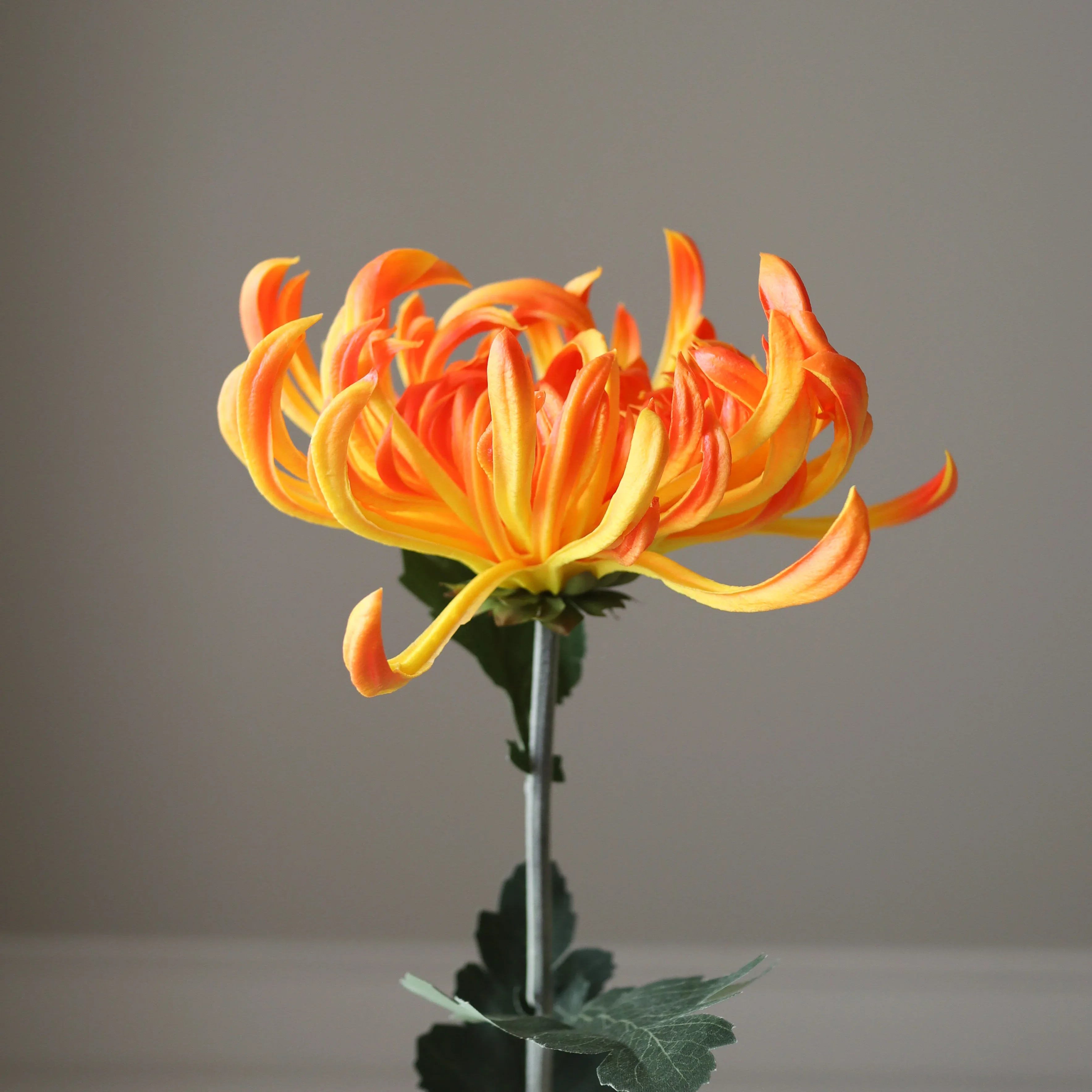 Orange Chrysanthemum Flower - Image 3