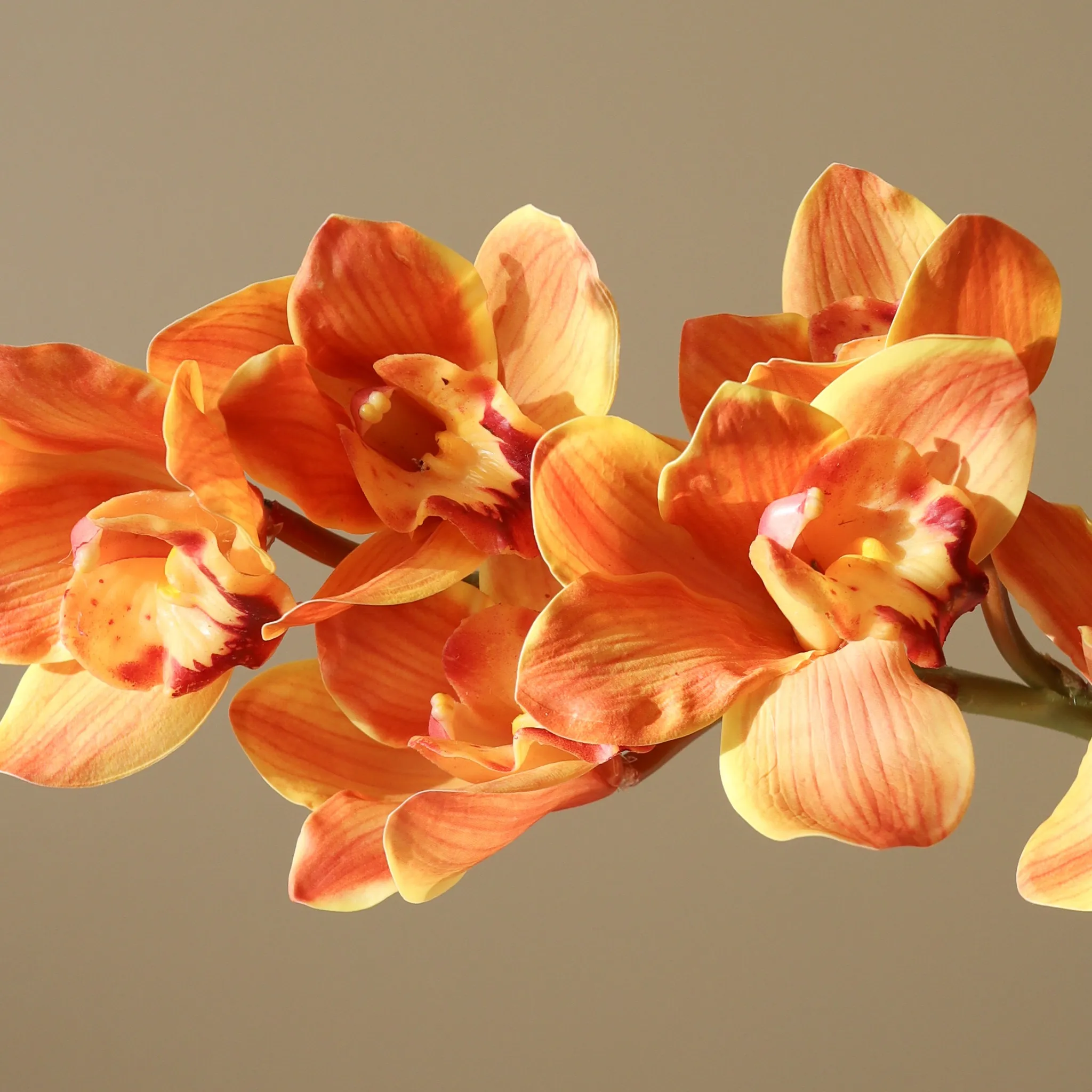 Orange Cymbidium Orchid Flower - Image 3