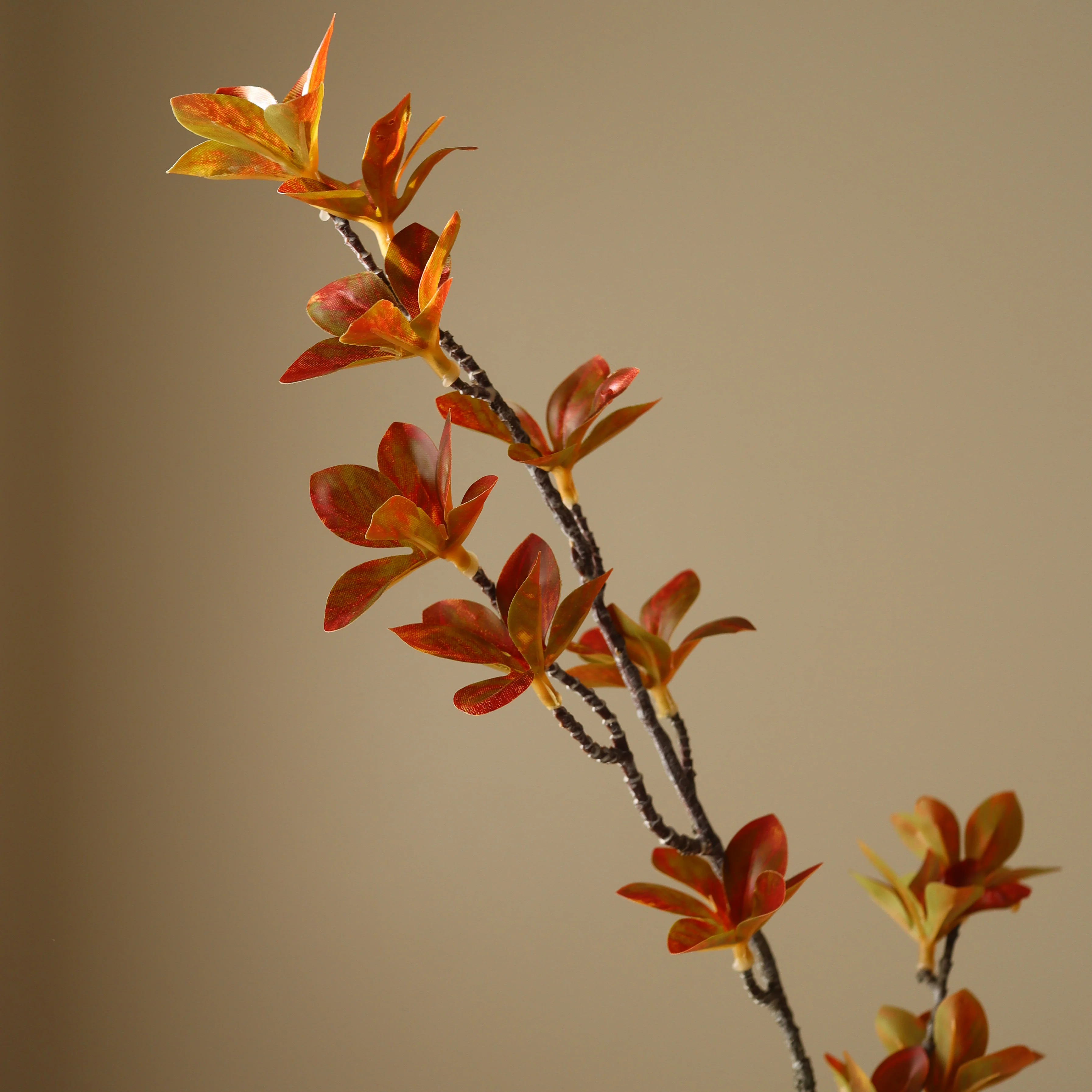 Orange Enkianthus Perulatus Leaves - Image 3