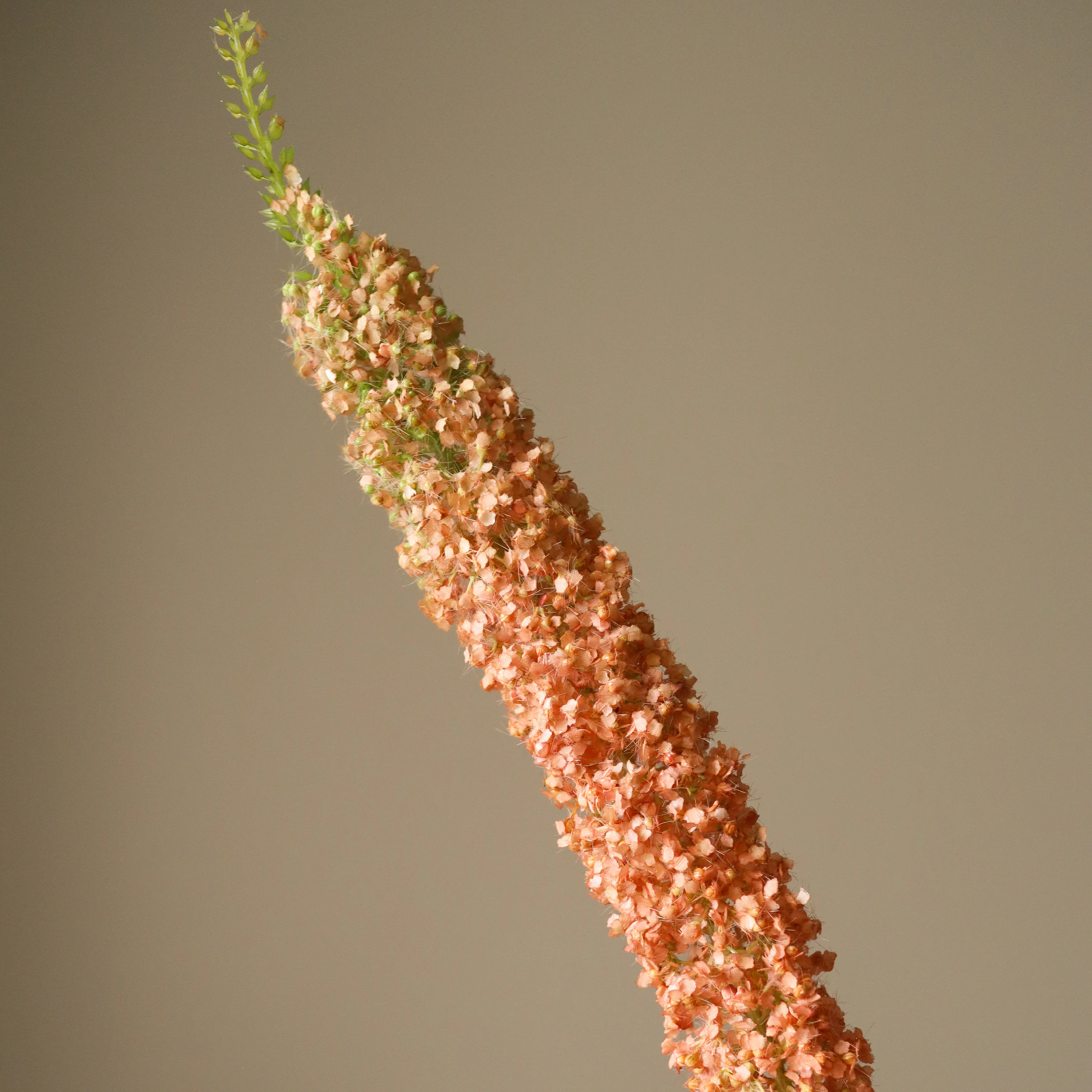 Orange Eremurus Large Foxtail Lily - Image 2