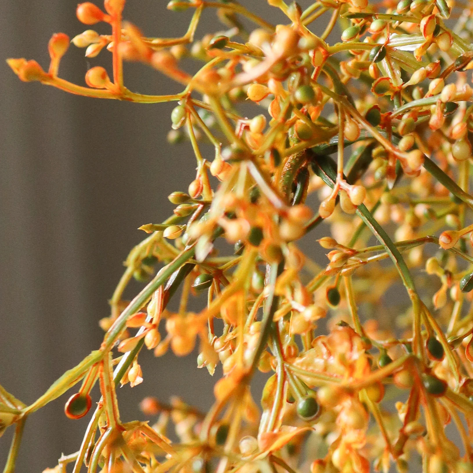 Orange Rosehip Corallo - Image 3