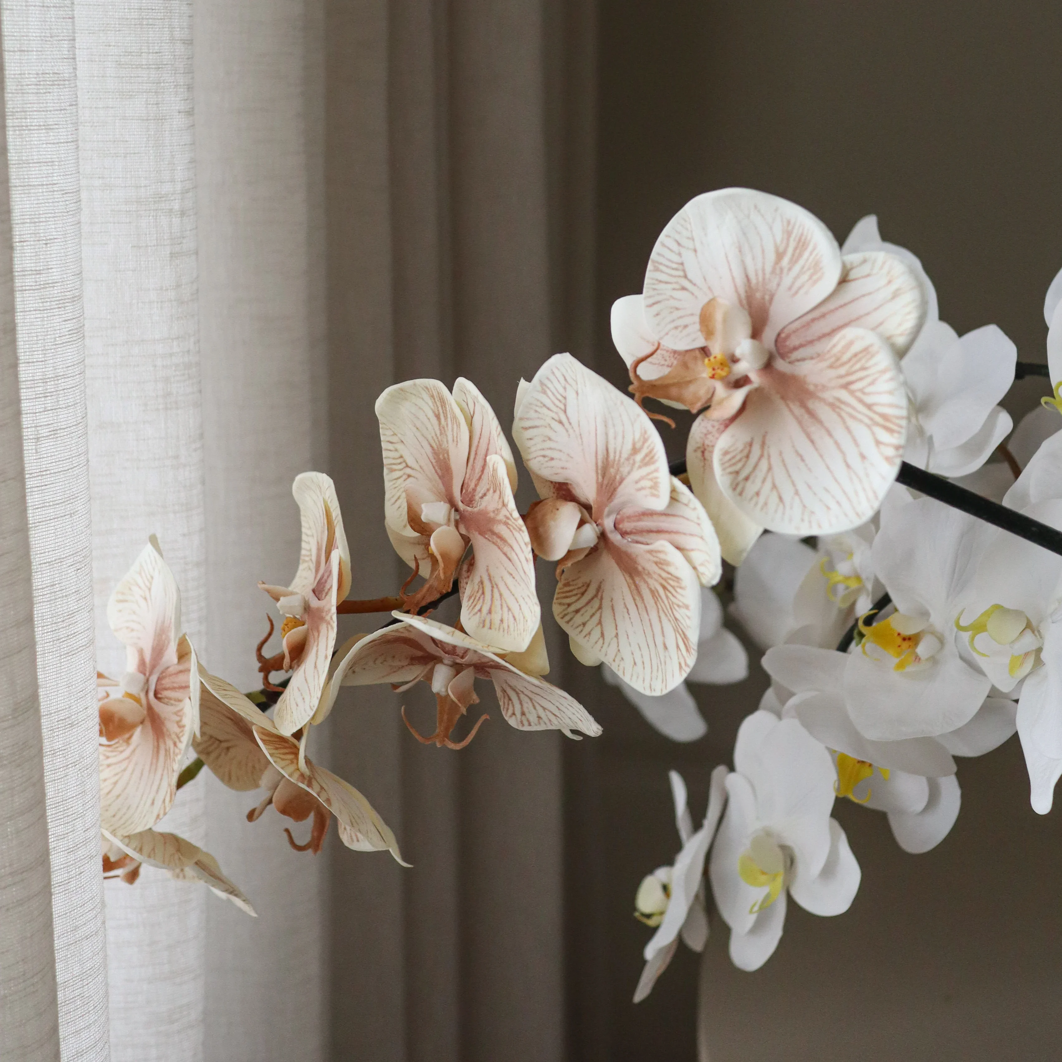Orchid Study - Image 4