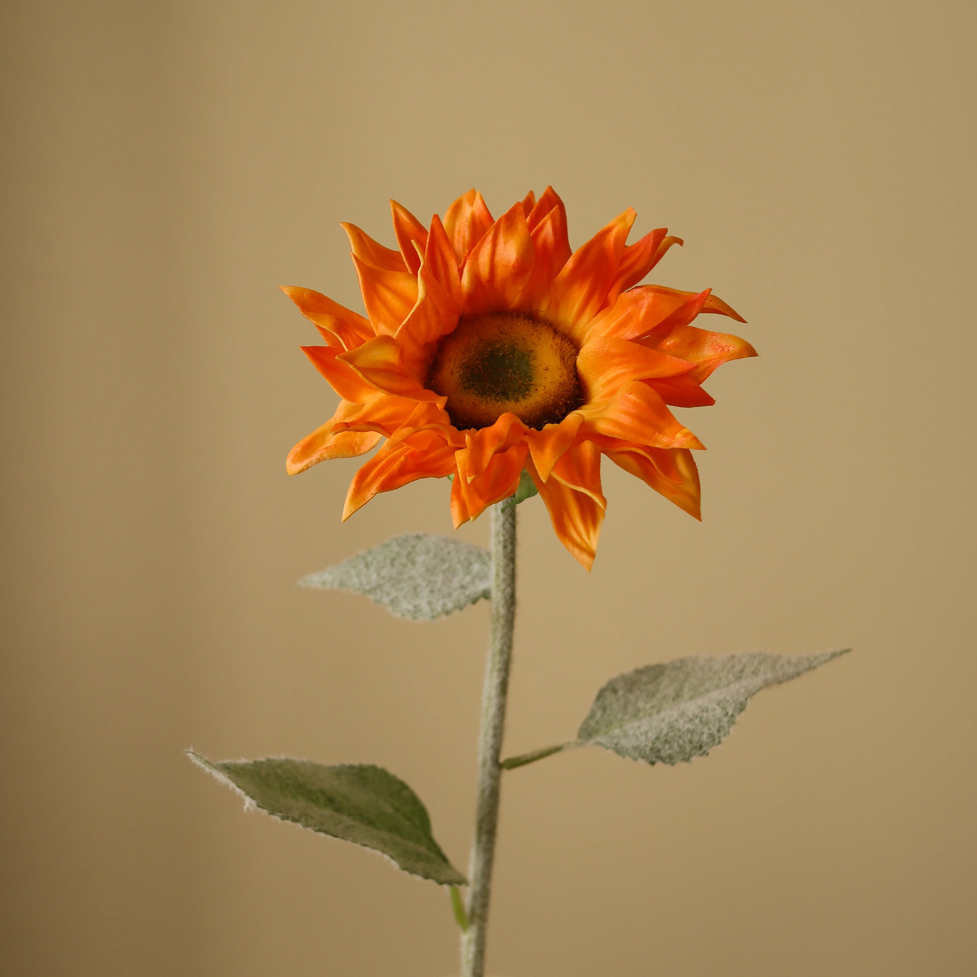 Orange Pacino Sunflower - Image 3