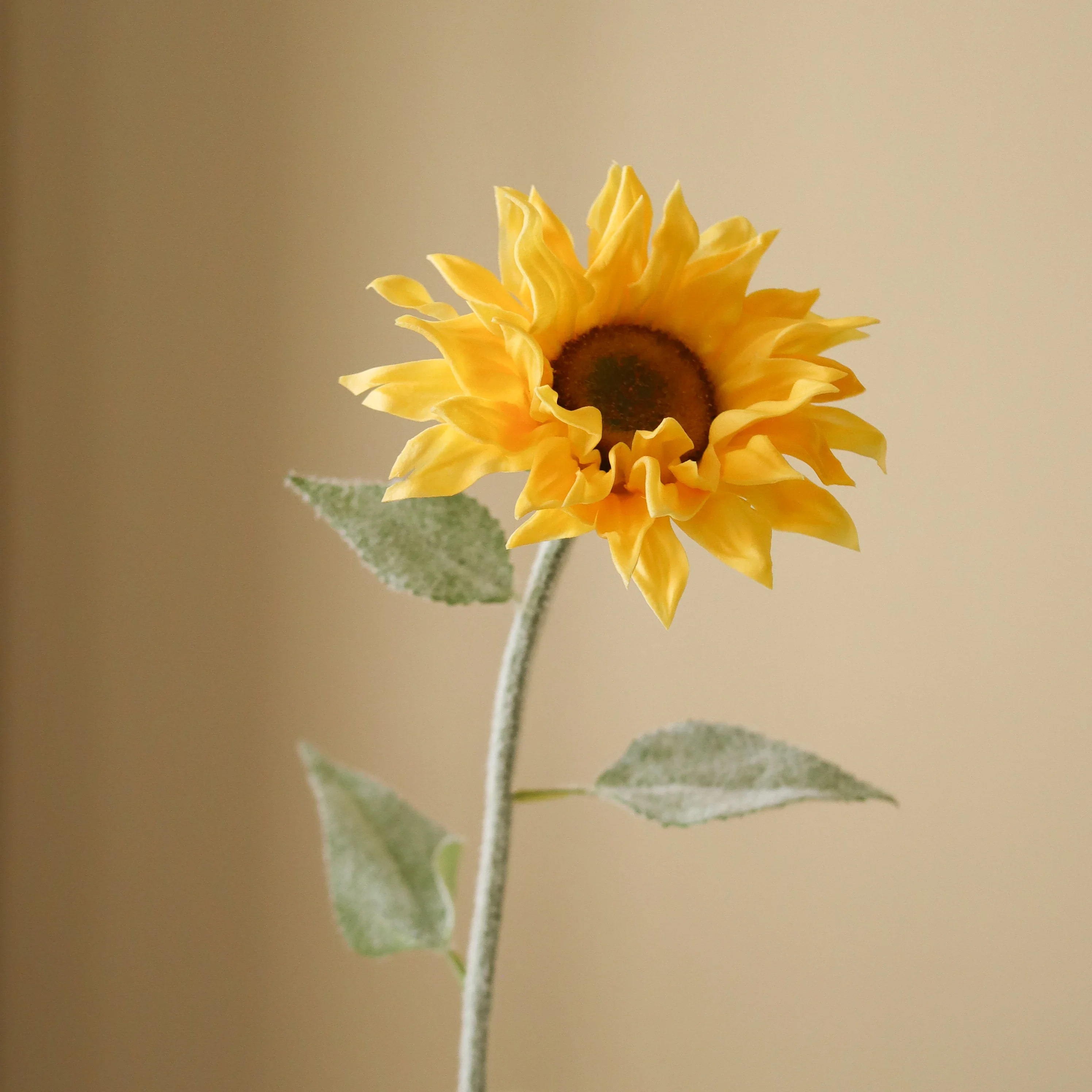 Yellow Pacino Sunflower - Image 3