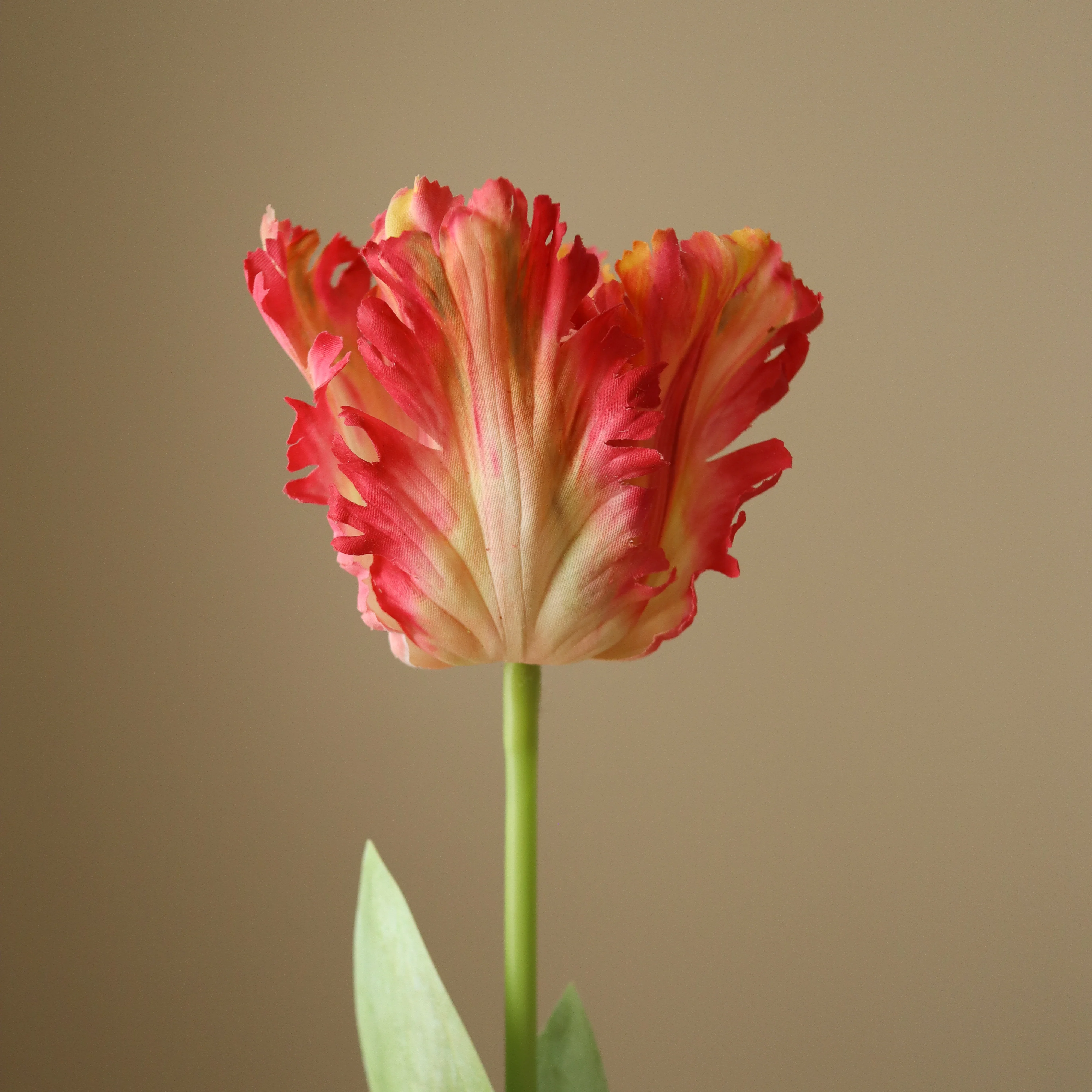 Pink Parrot Tulip Flower - Image 3