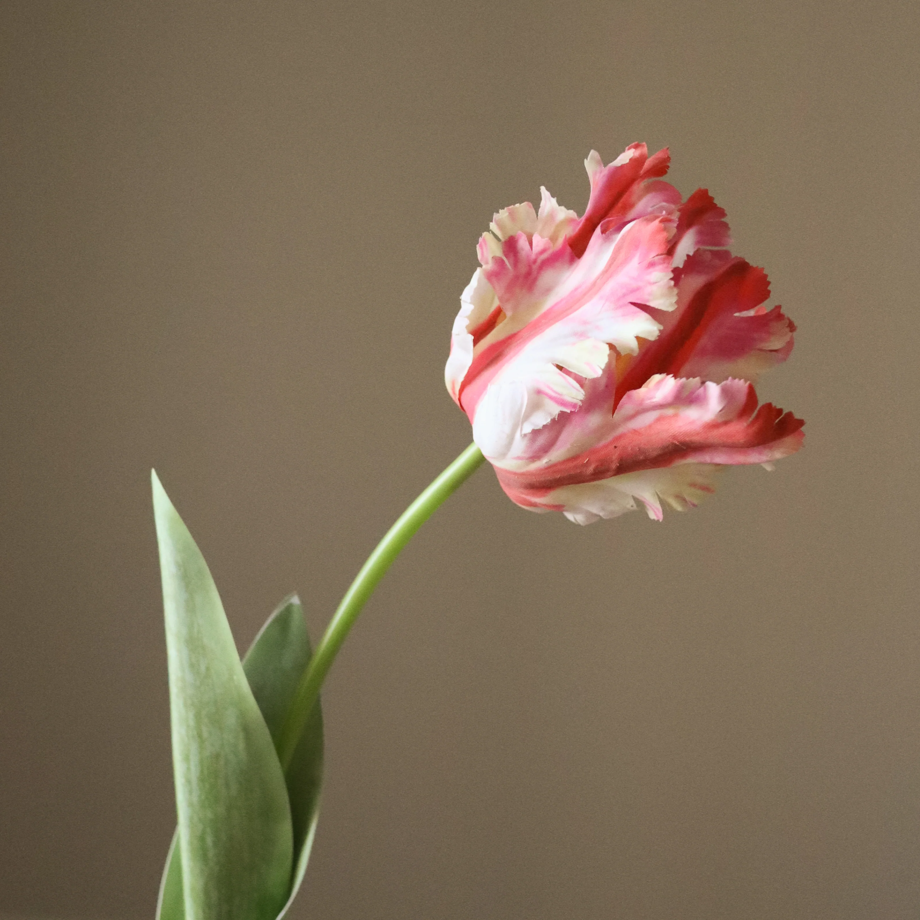 Red Parrot Tulip Flower - Image 3