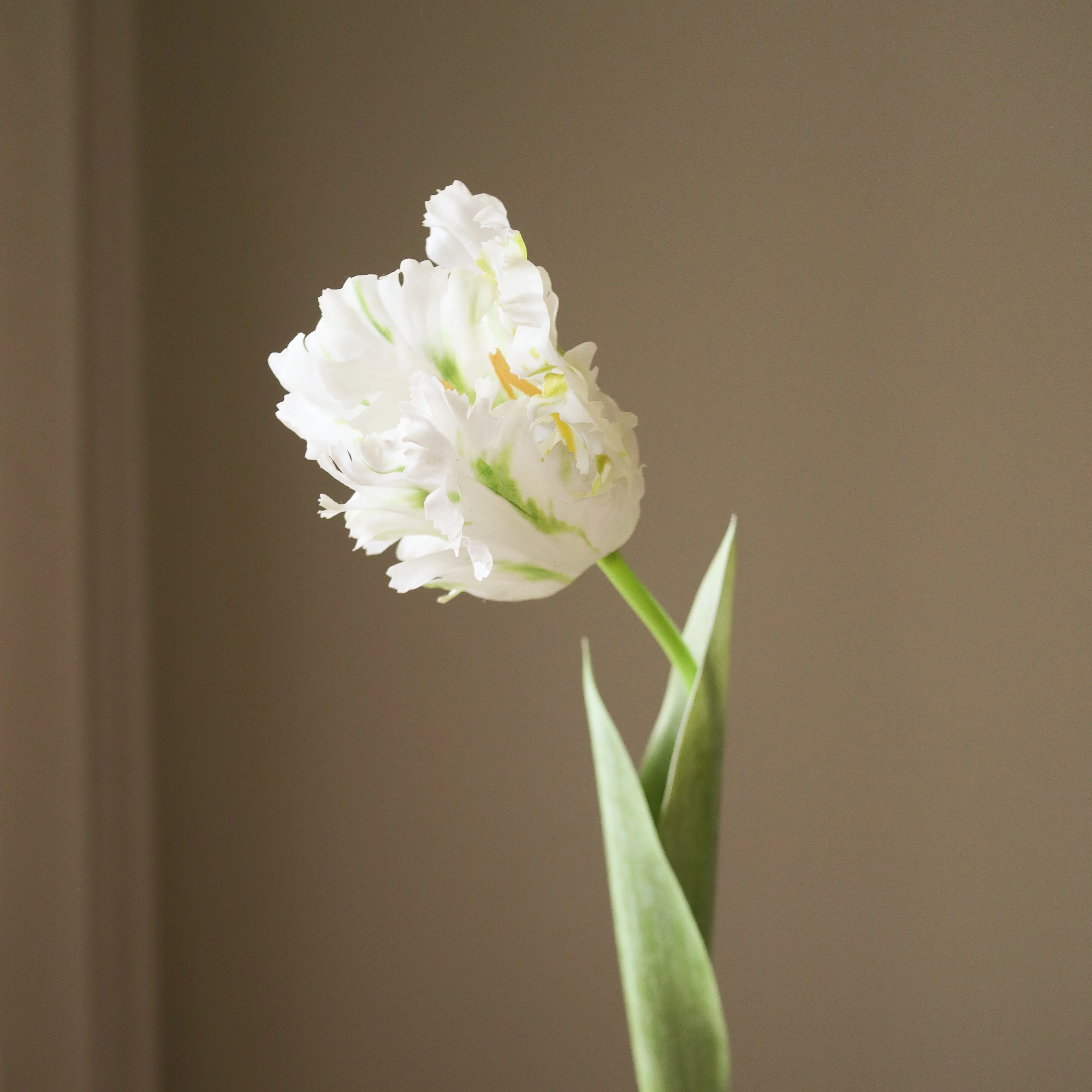 White Parrot Tulip Flower - Image 3