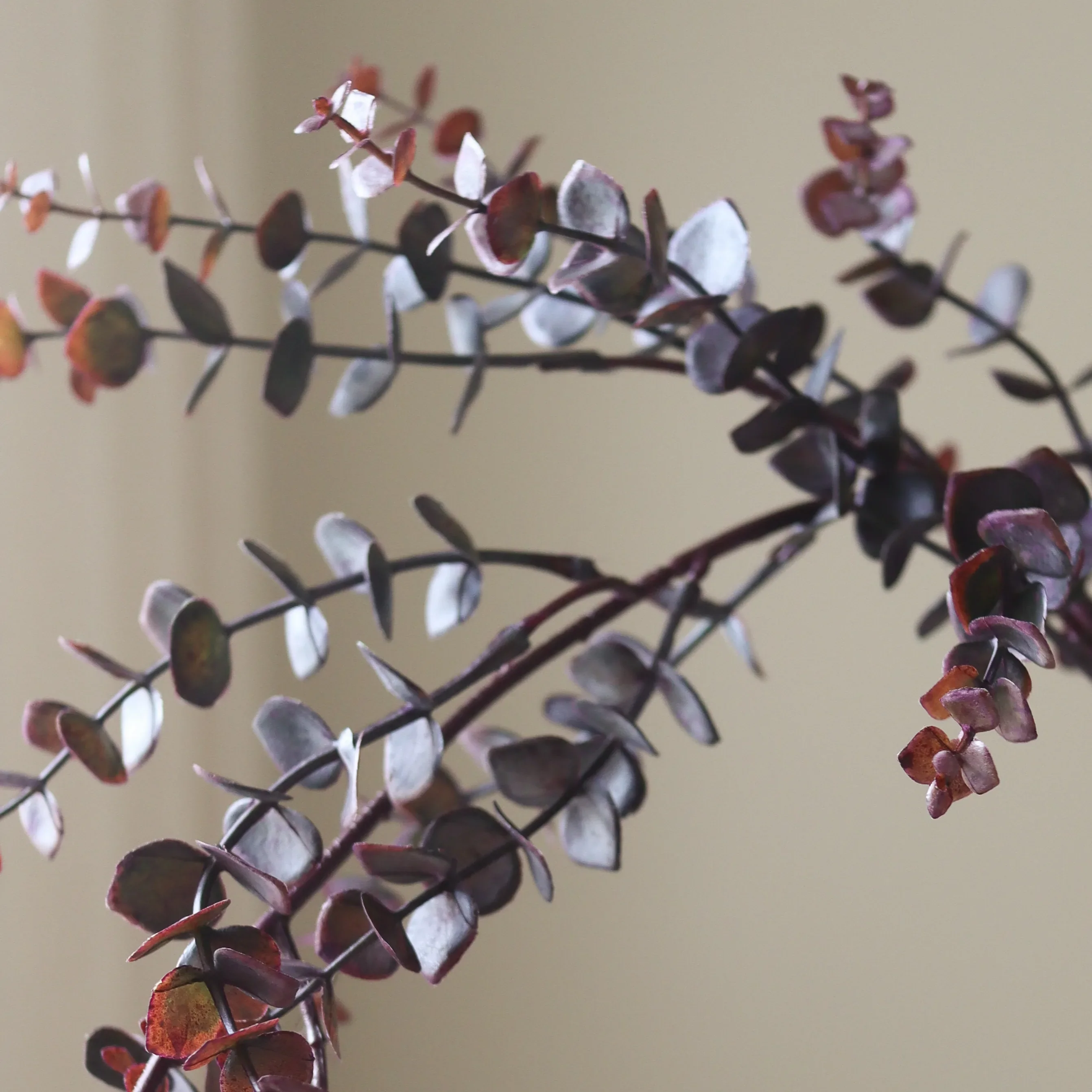 Dark Green Parvifolia "Gunni" Eucalyptus Leaves - Image 3
