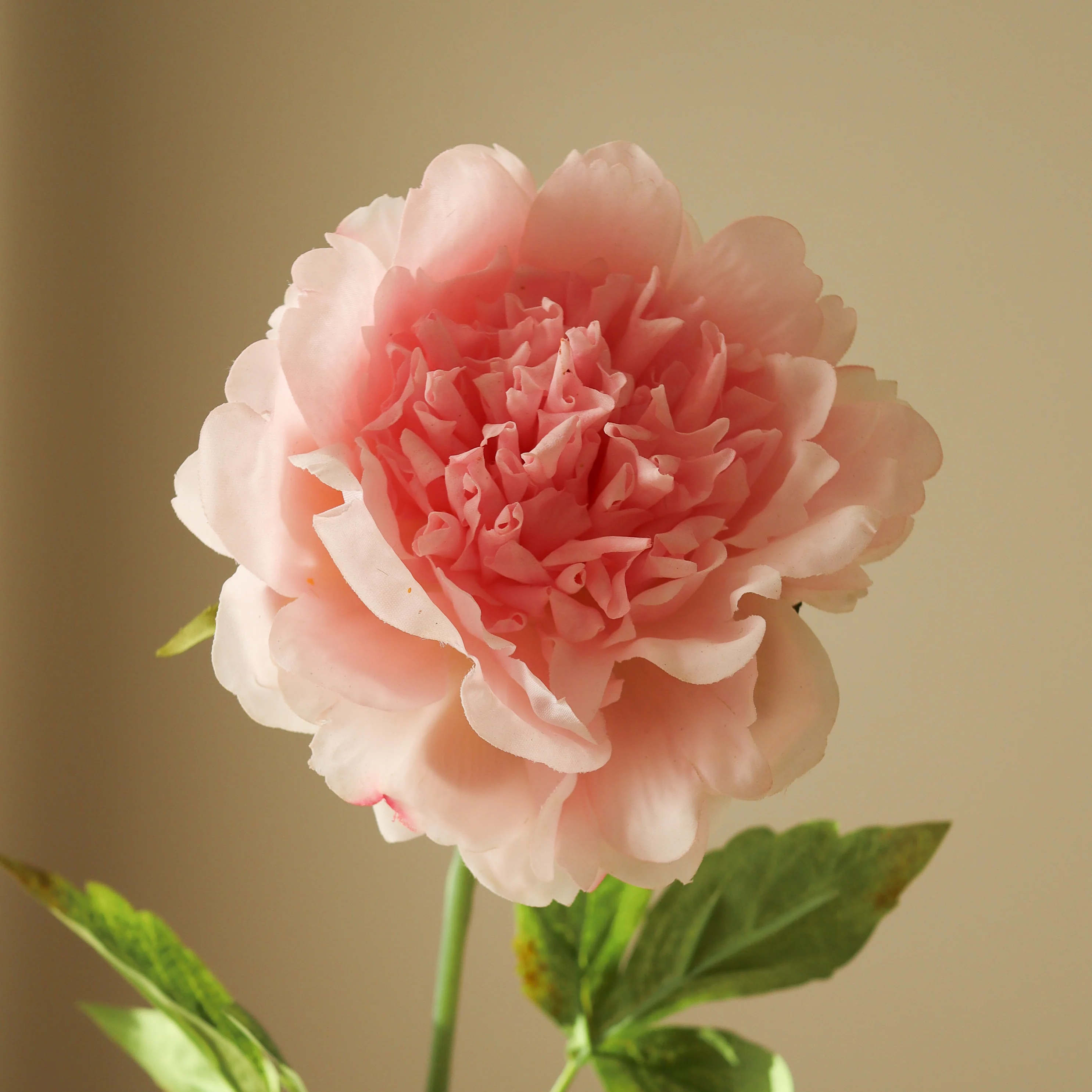Pink Peony Flower - Image 2