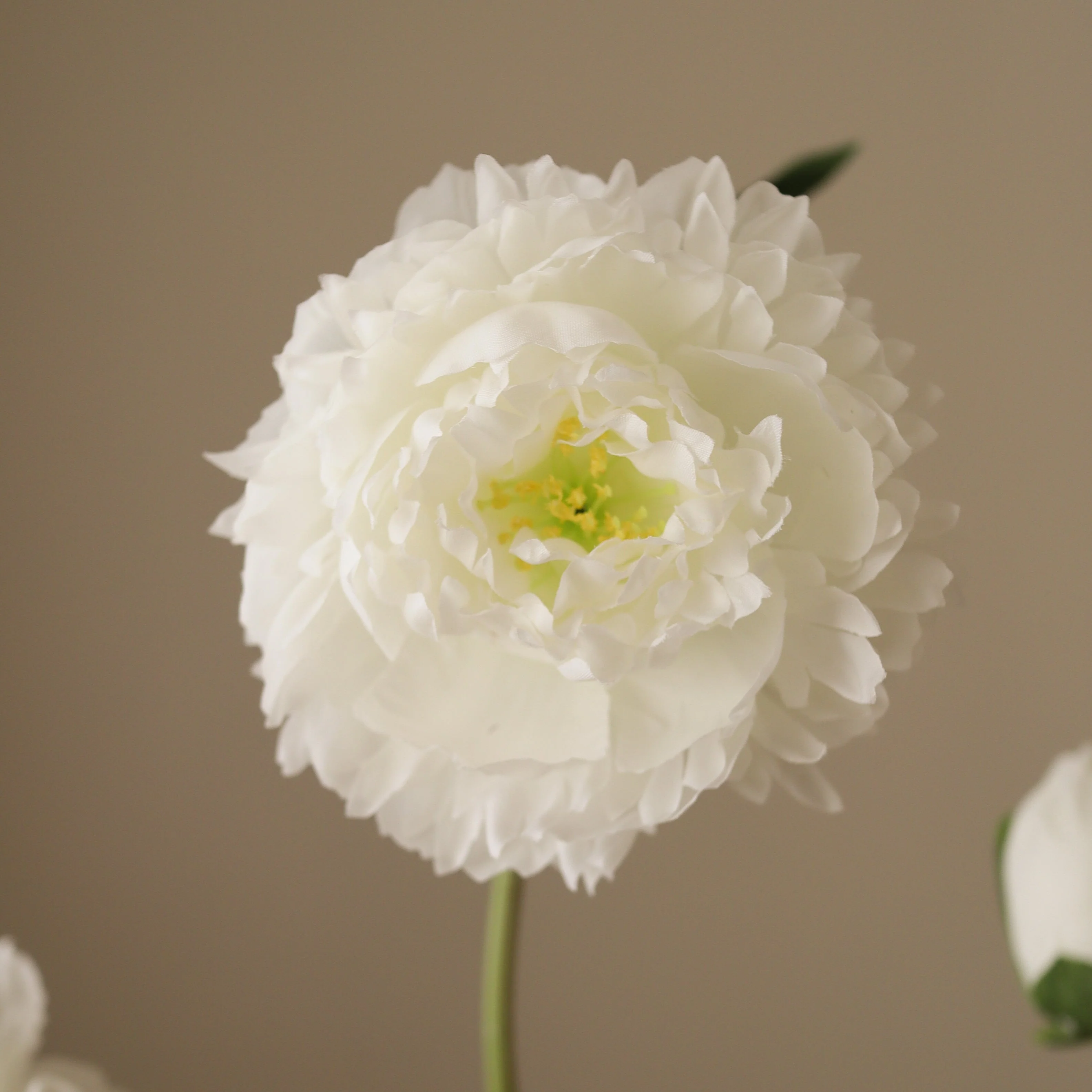 White Peony Flower - Image 3