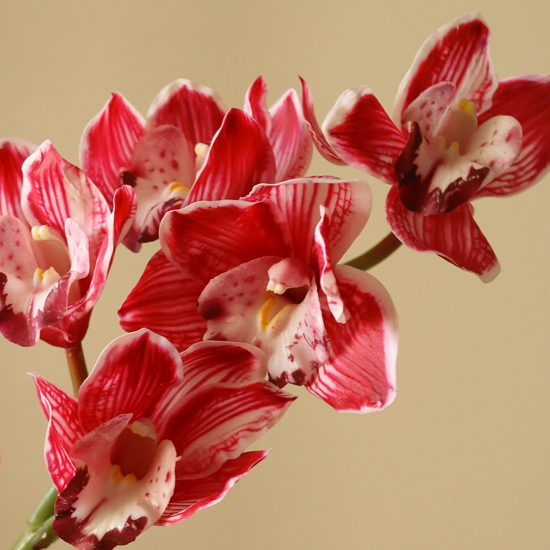 Pink Cymbidium Orchid Flower - Image 3