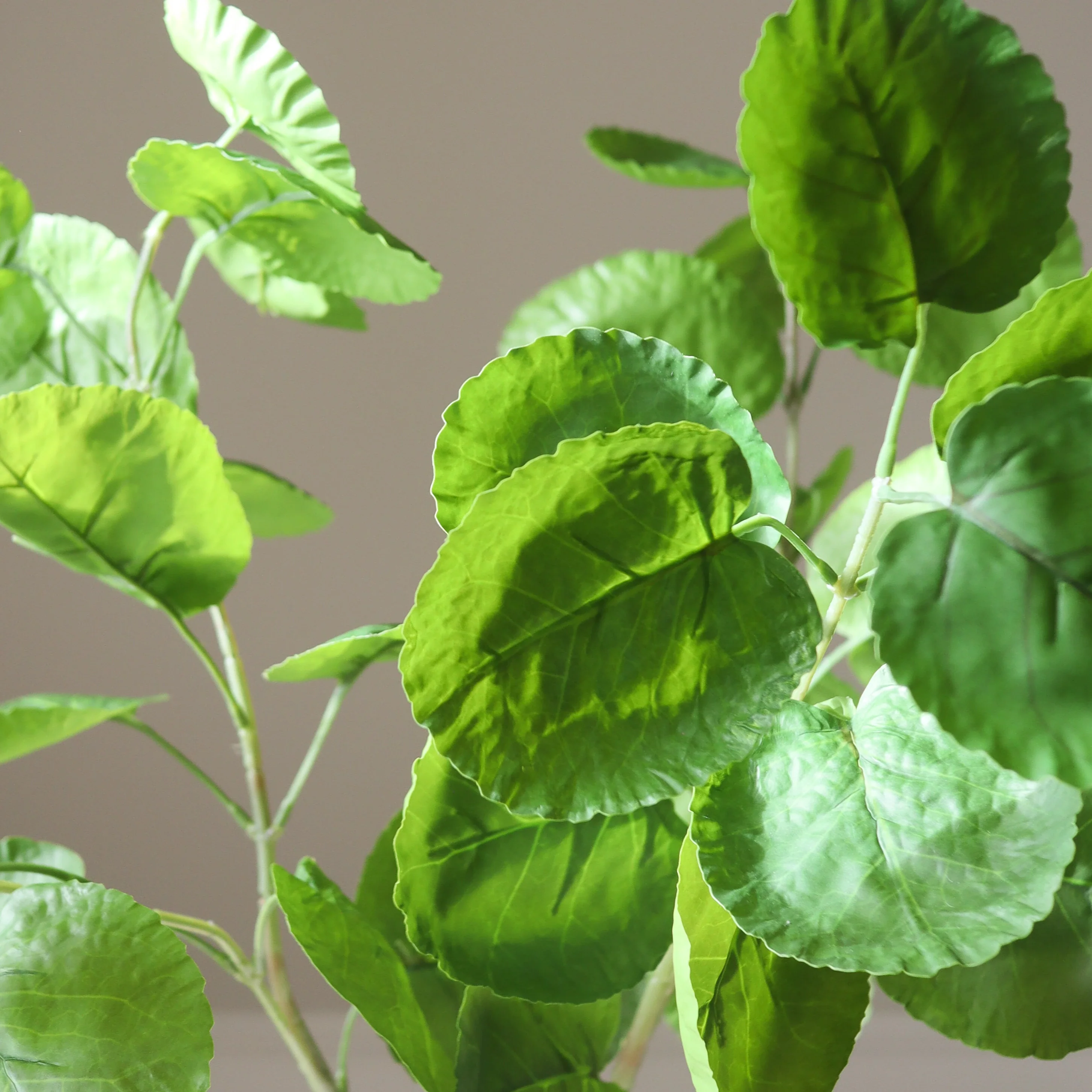 Green Plum Aralia Leaves - Image 3