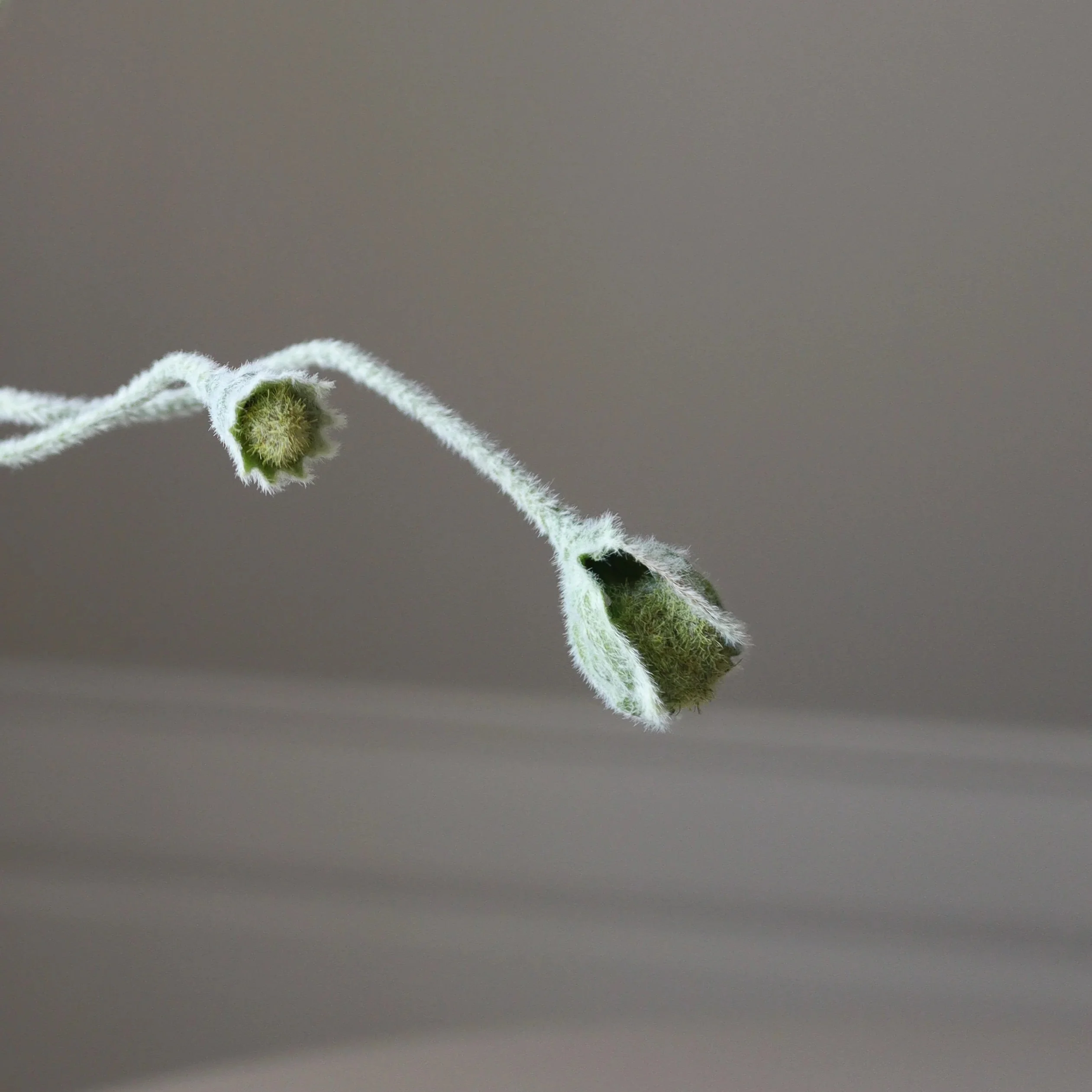 Poppy Bud Flower - Image 2