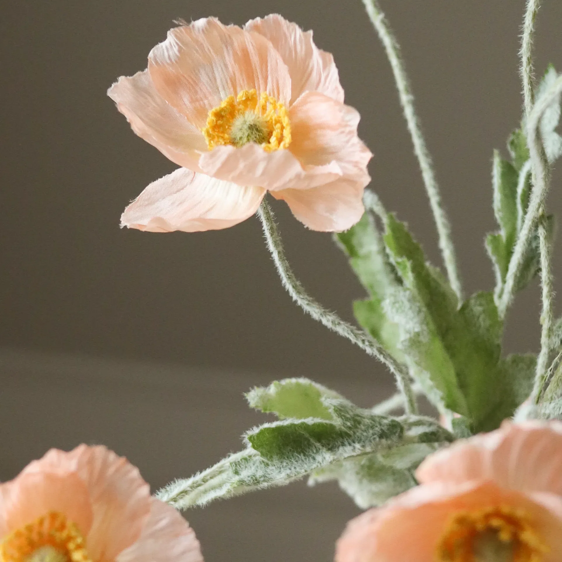Coral Poppy Flower - Image 3