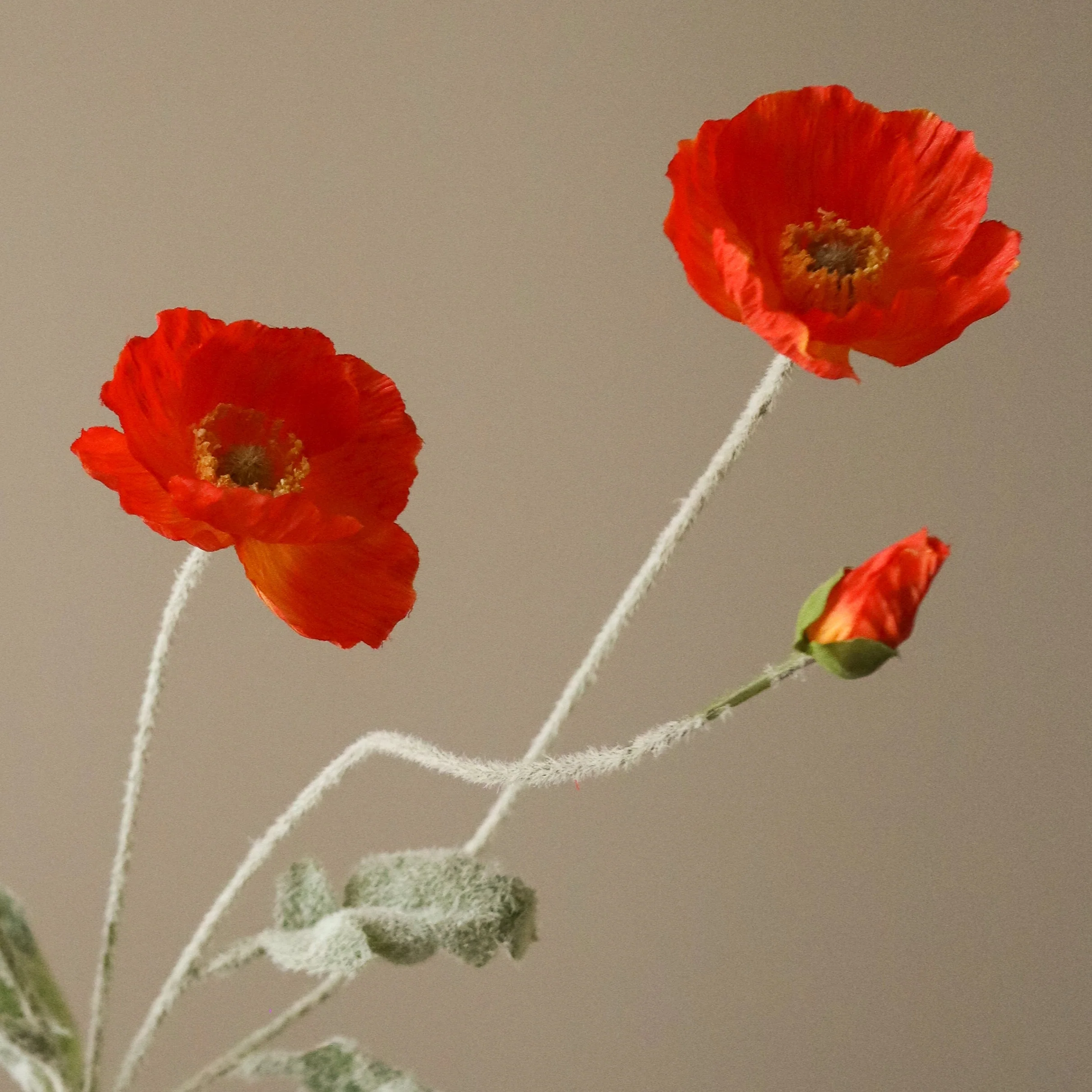 Dark Orange Poppy Flower - Image 3