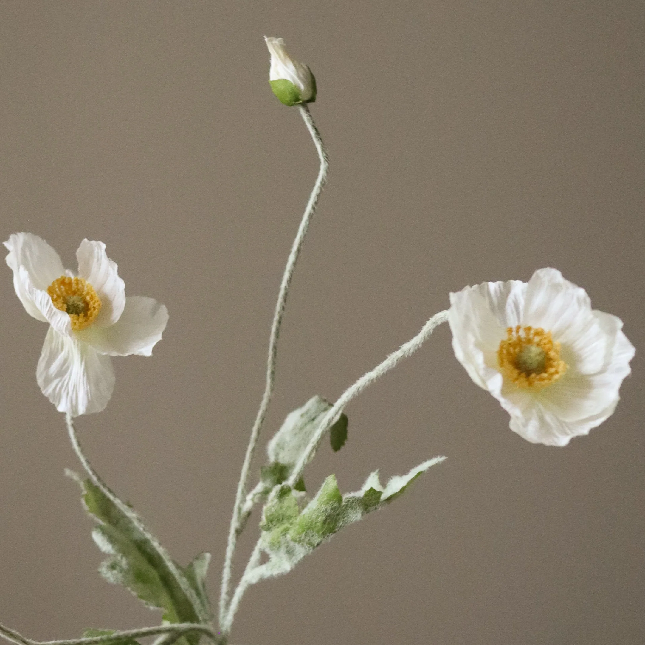 White Poppy Flower - Image 3