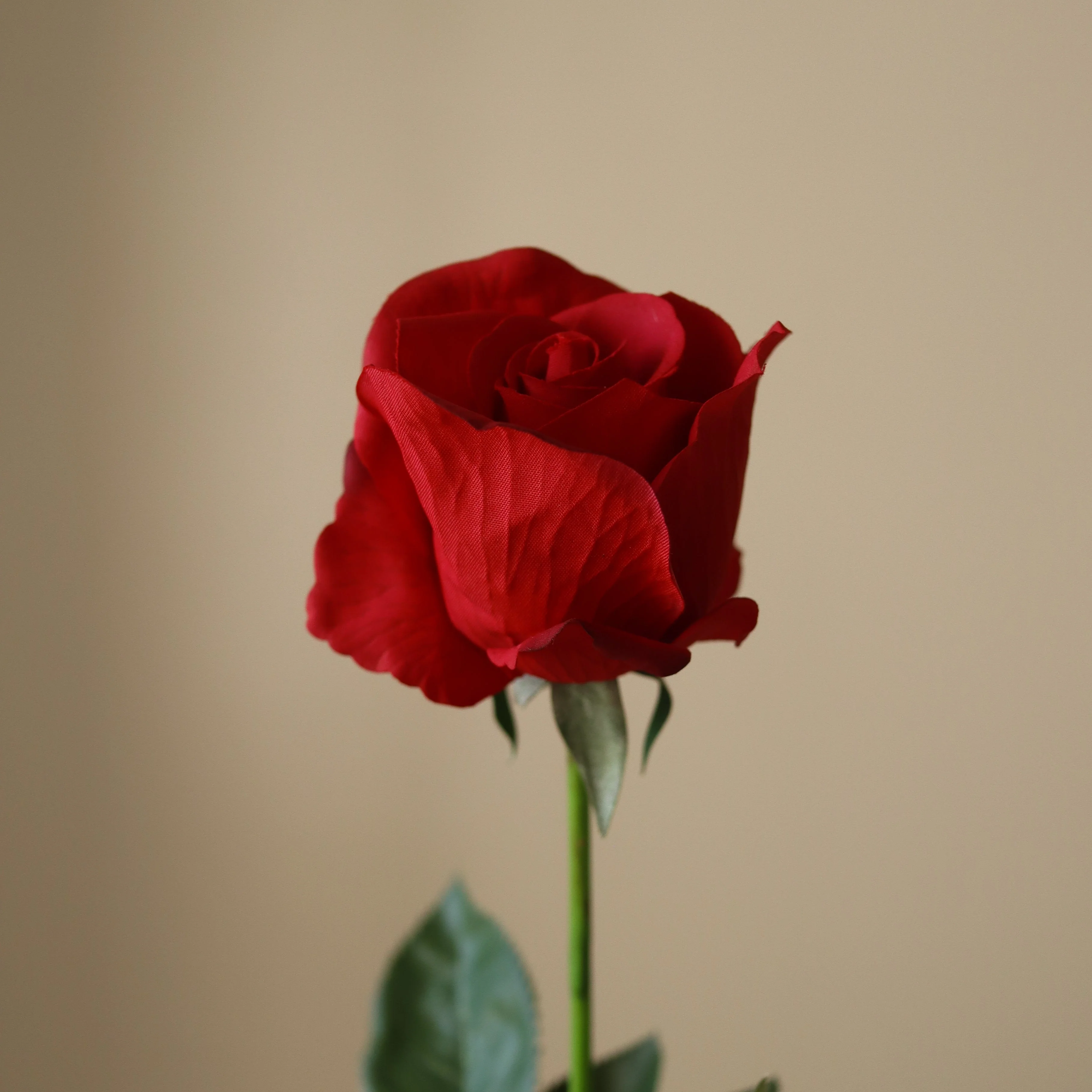 Red Premium Longstem Rose - Image 3