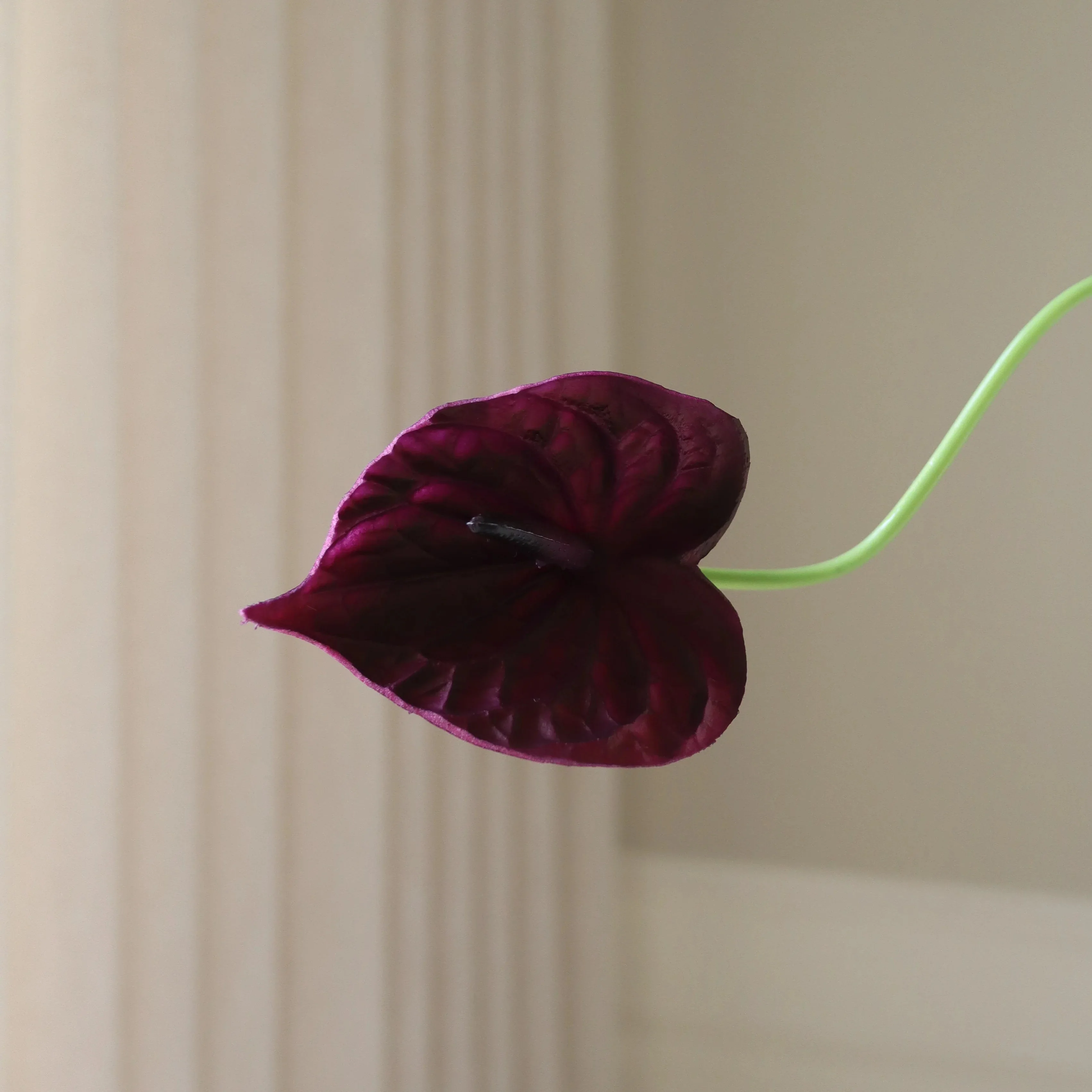 Purple Anthurium Flower - Image 3