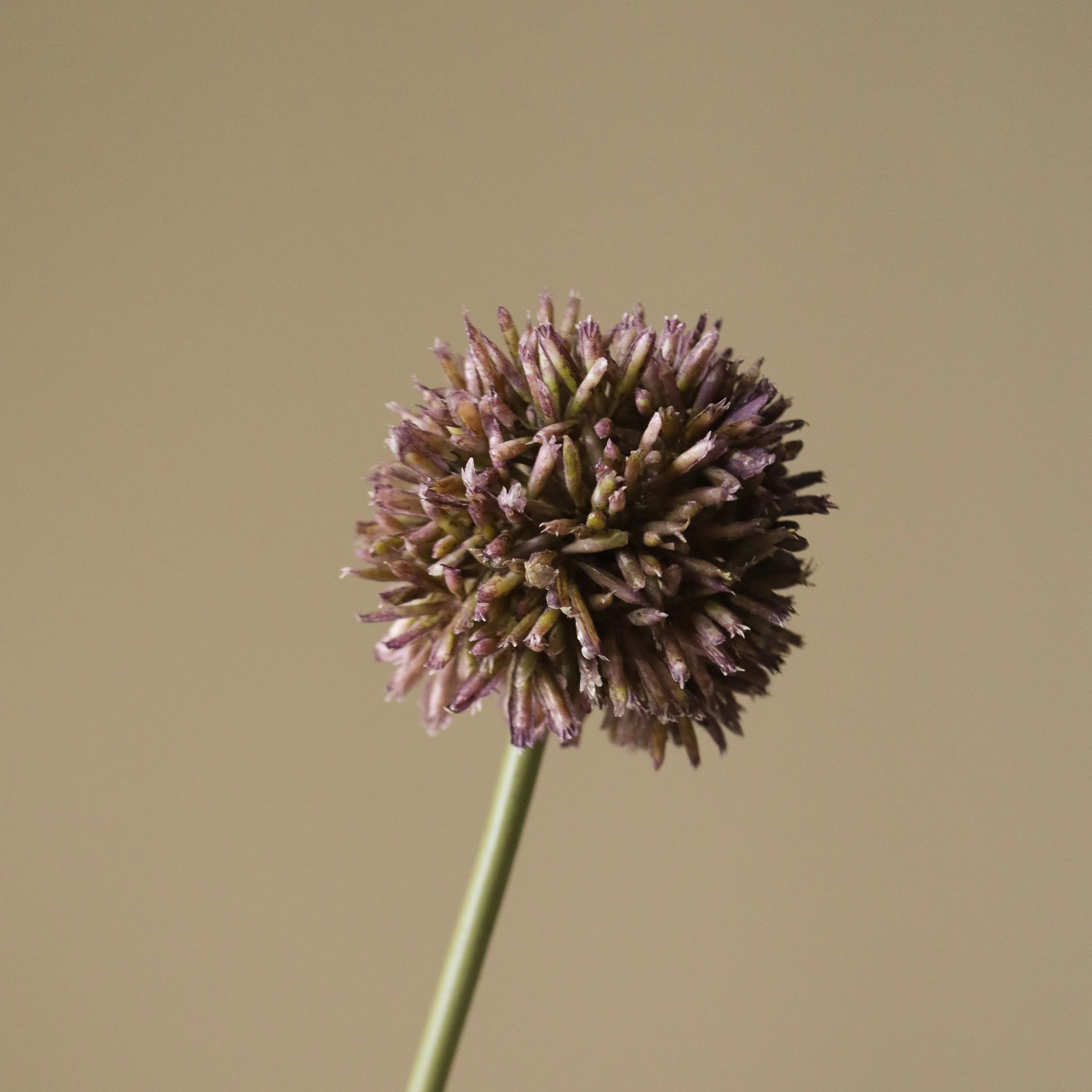 Purple Small Allium Flower - Image 3