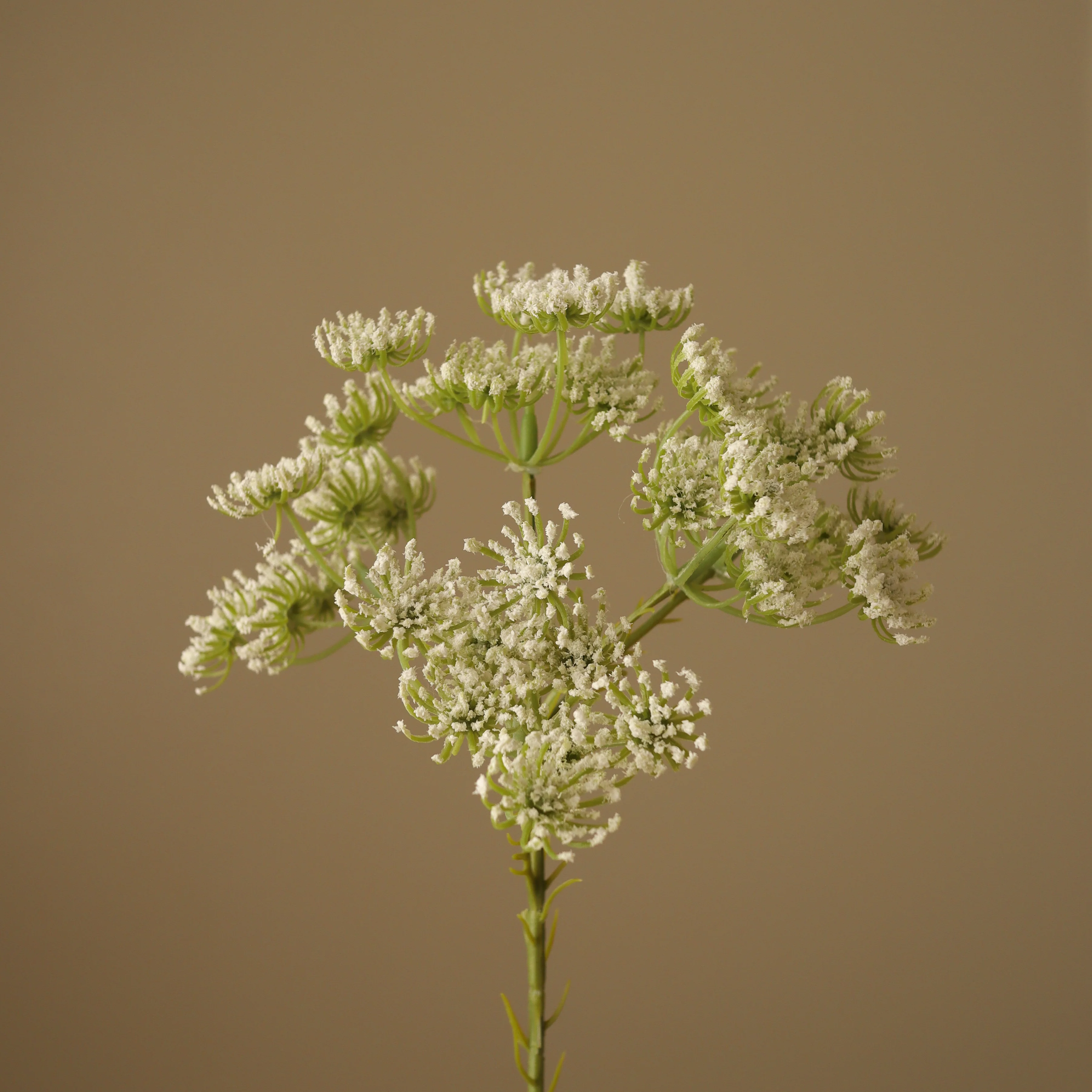 White Queen Anne's Lace Flower - Image 2