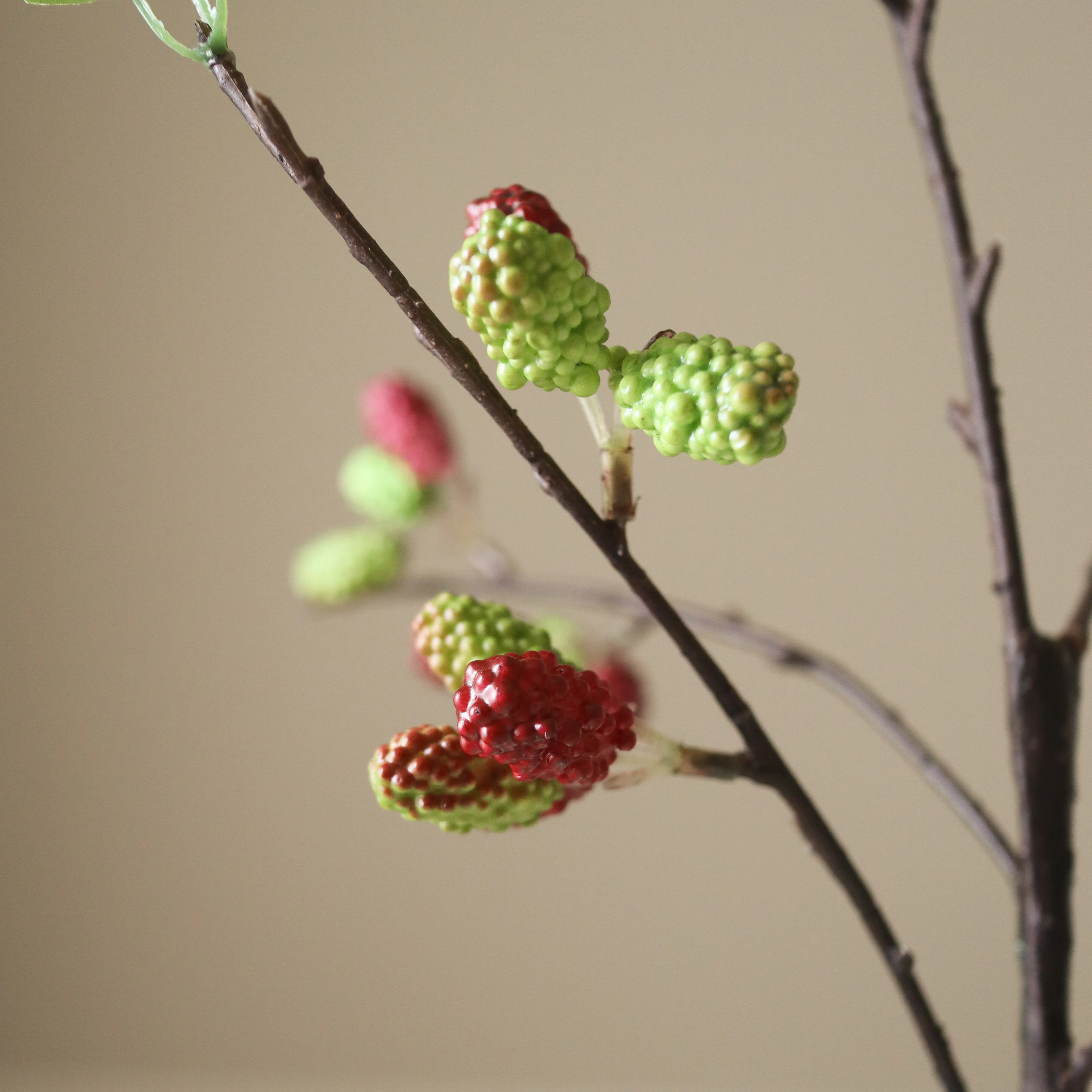 Red Mulberry Branch - Image 3