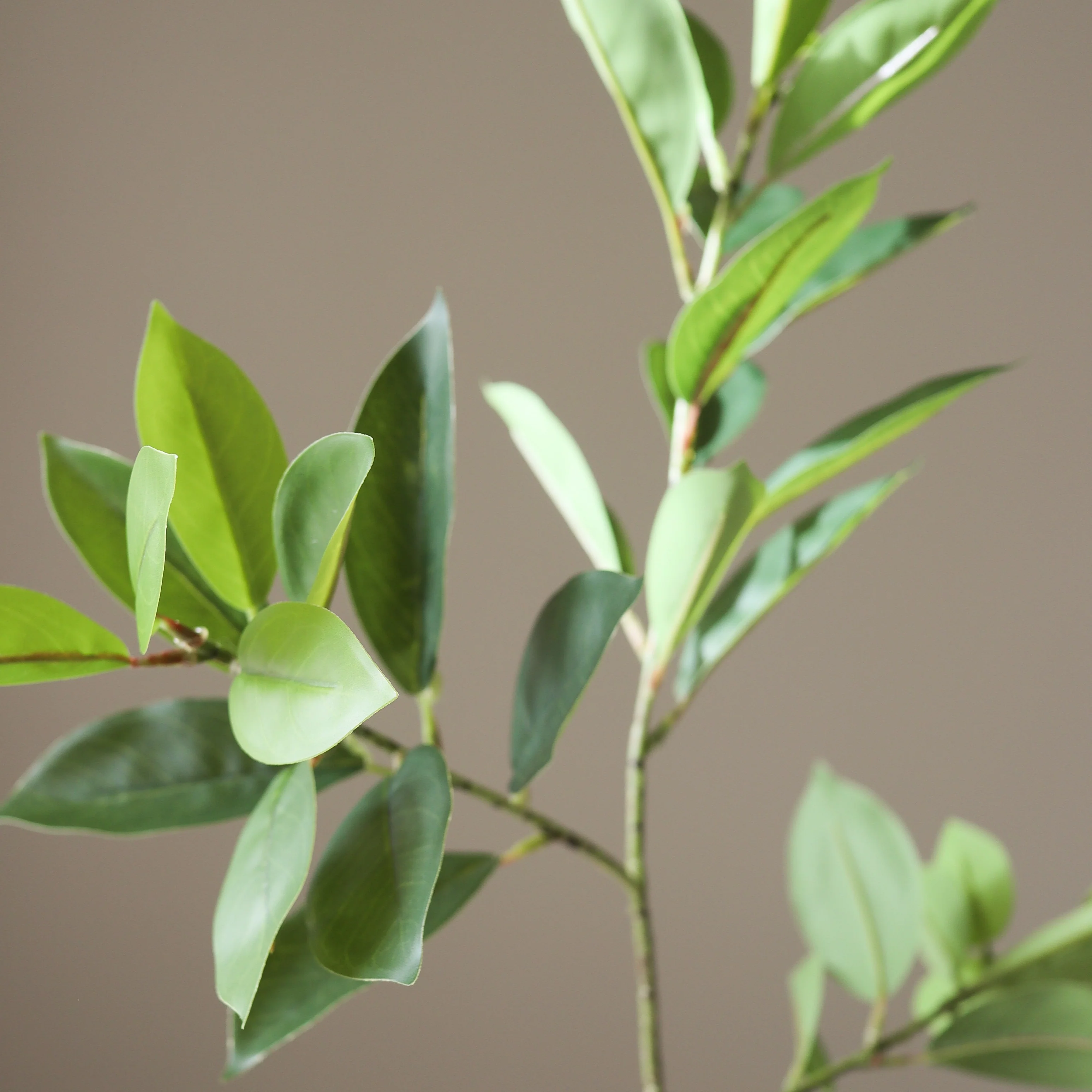 Green Ruscus Leaves - Image 3