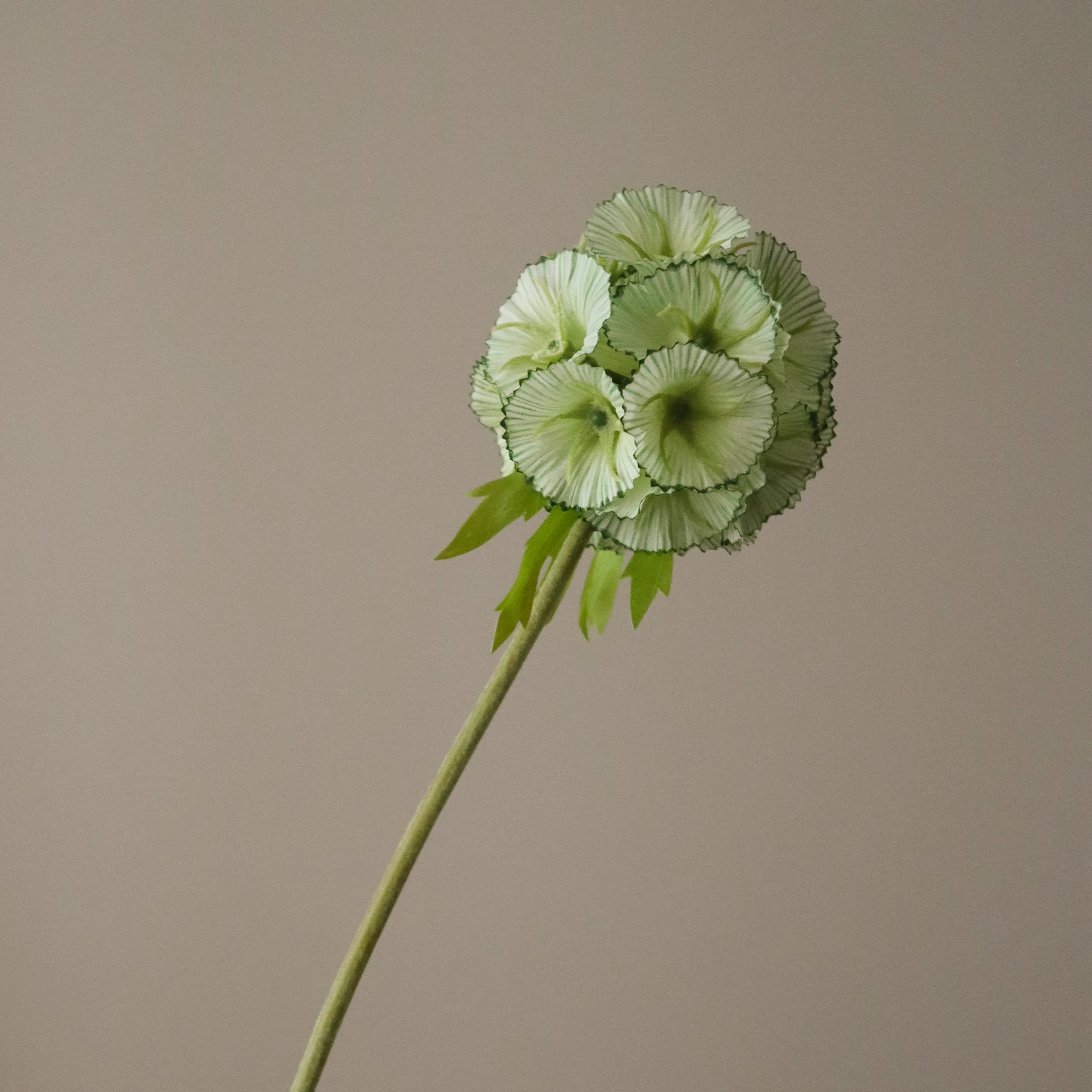 Light Green Scabiosa Seed Pod Flower - Image 3