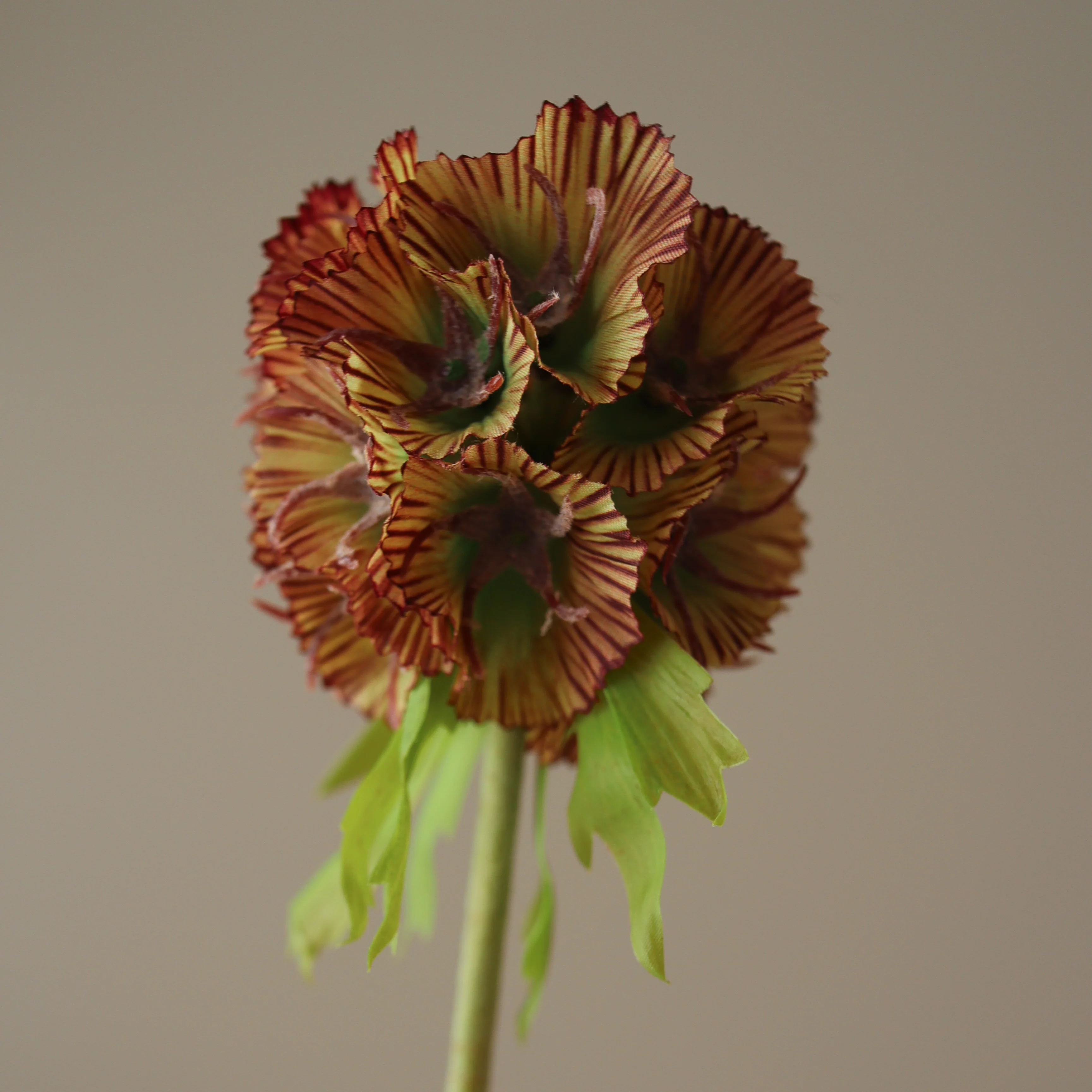 Purple Scabiosa Seed Pod Flower - Image 3