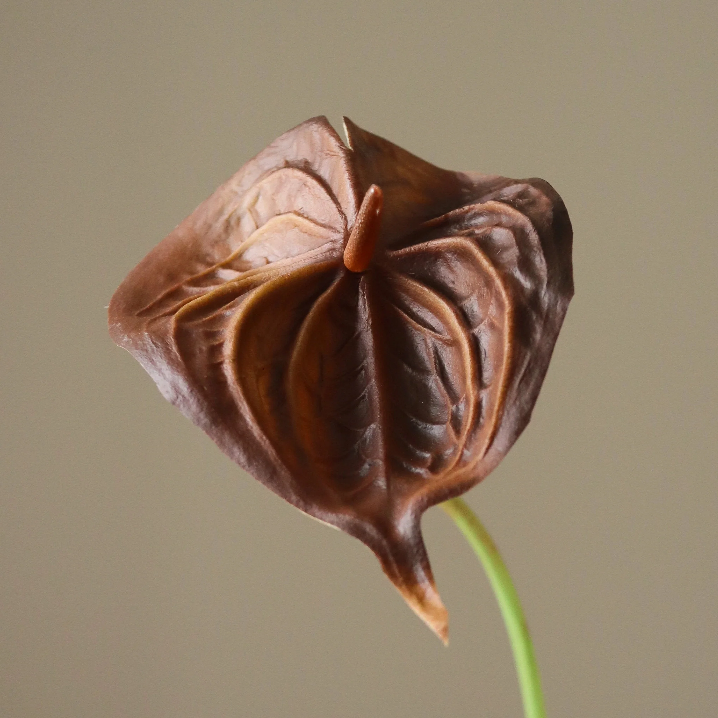 Brown Small Anthurium Flower - Image 3
