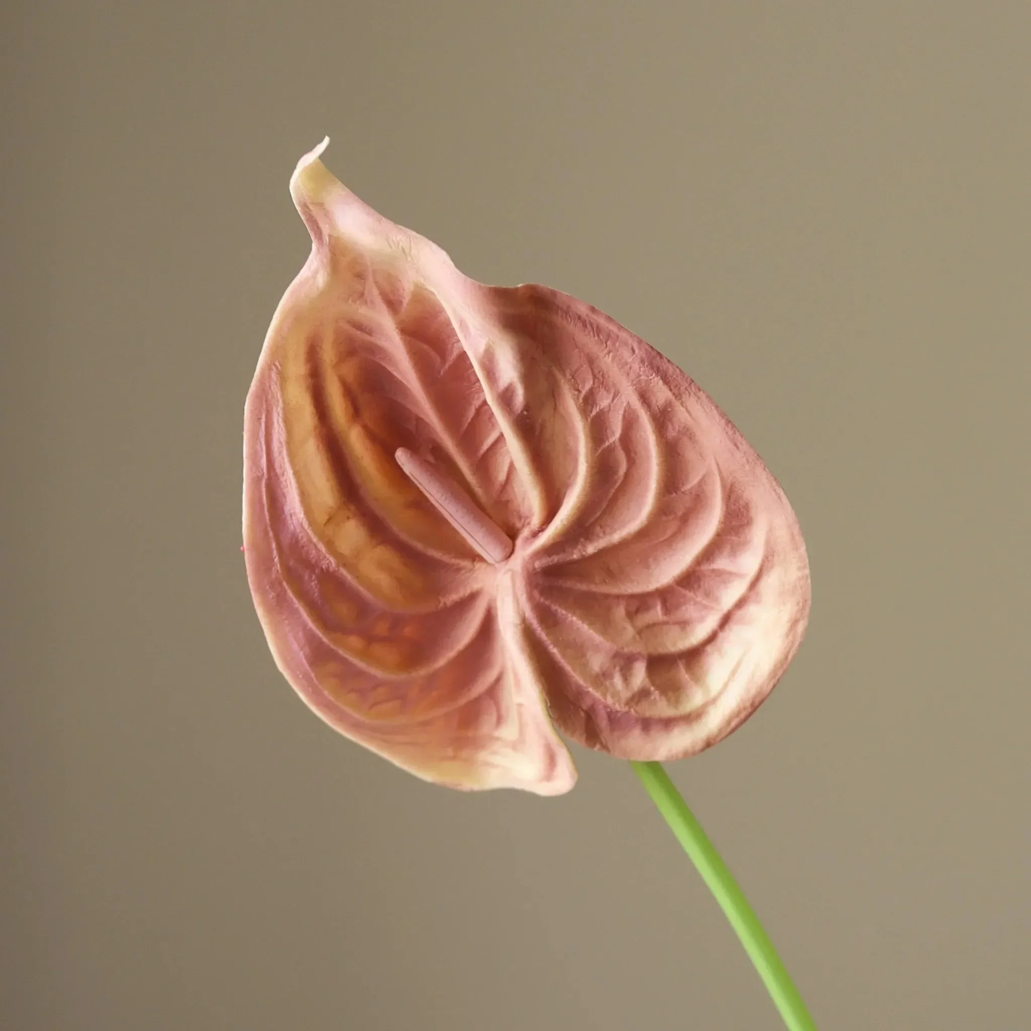 Rose Small Anthurium Flower - Image 3