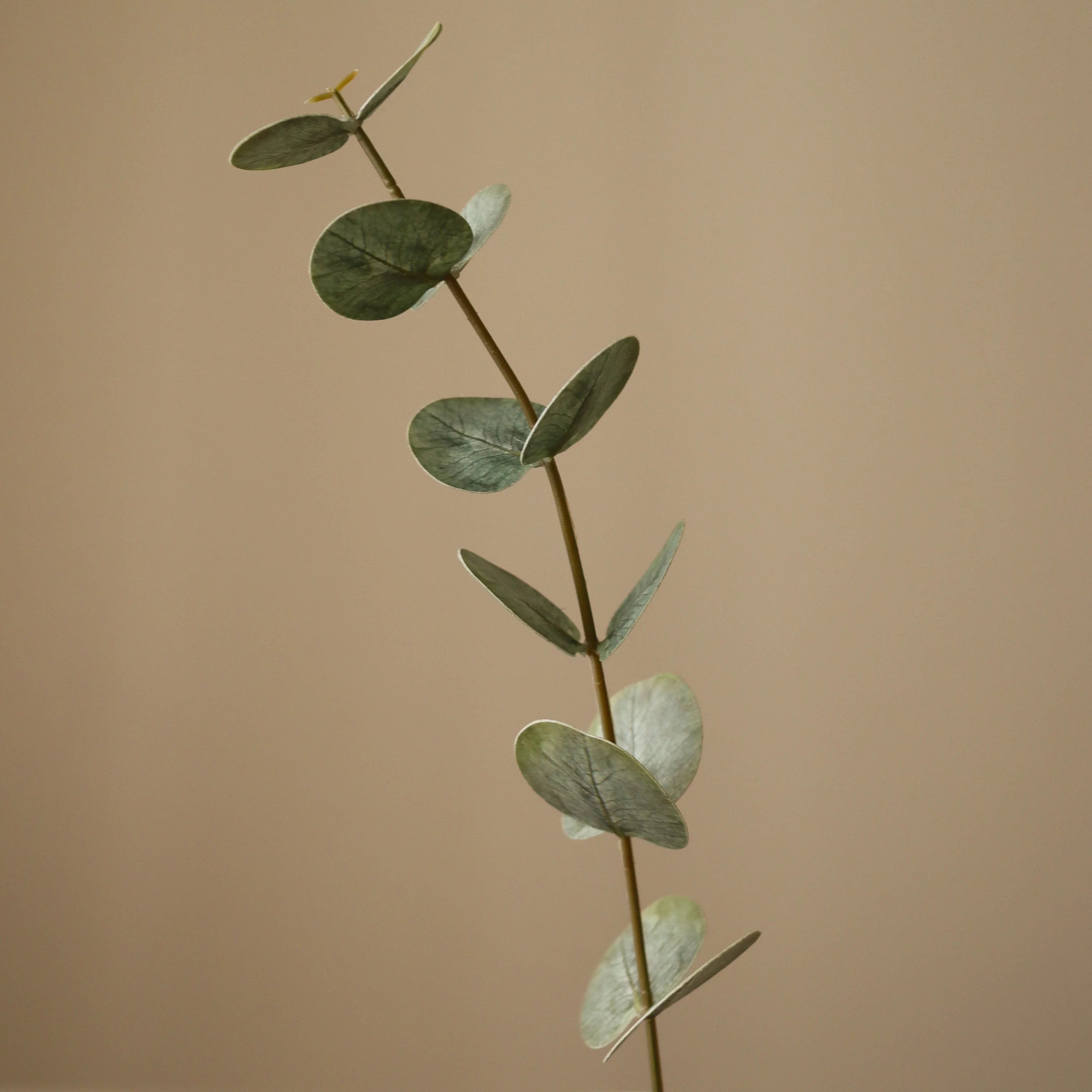 Green Small Eucalyptus Leaves - Image 3